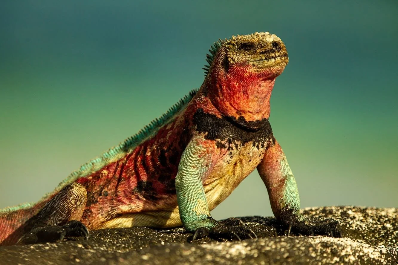 Join me on my 2027 Galapagos Photo Tour!  Link in bio to pre-register and learn more.  This is your chance to explore one of the most extraordinary wildlife destinations on Earth, a place where animals have no fear of humans and incredible photo oppo