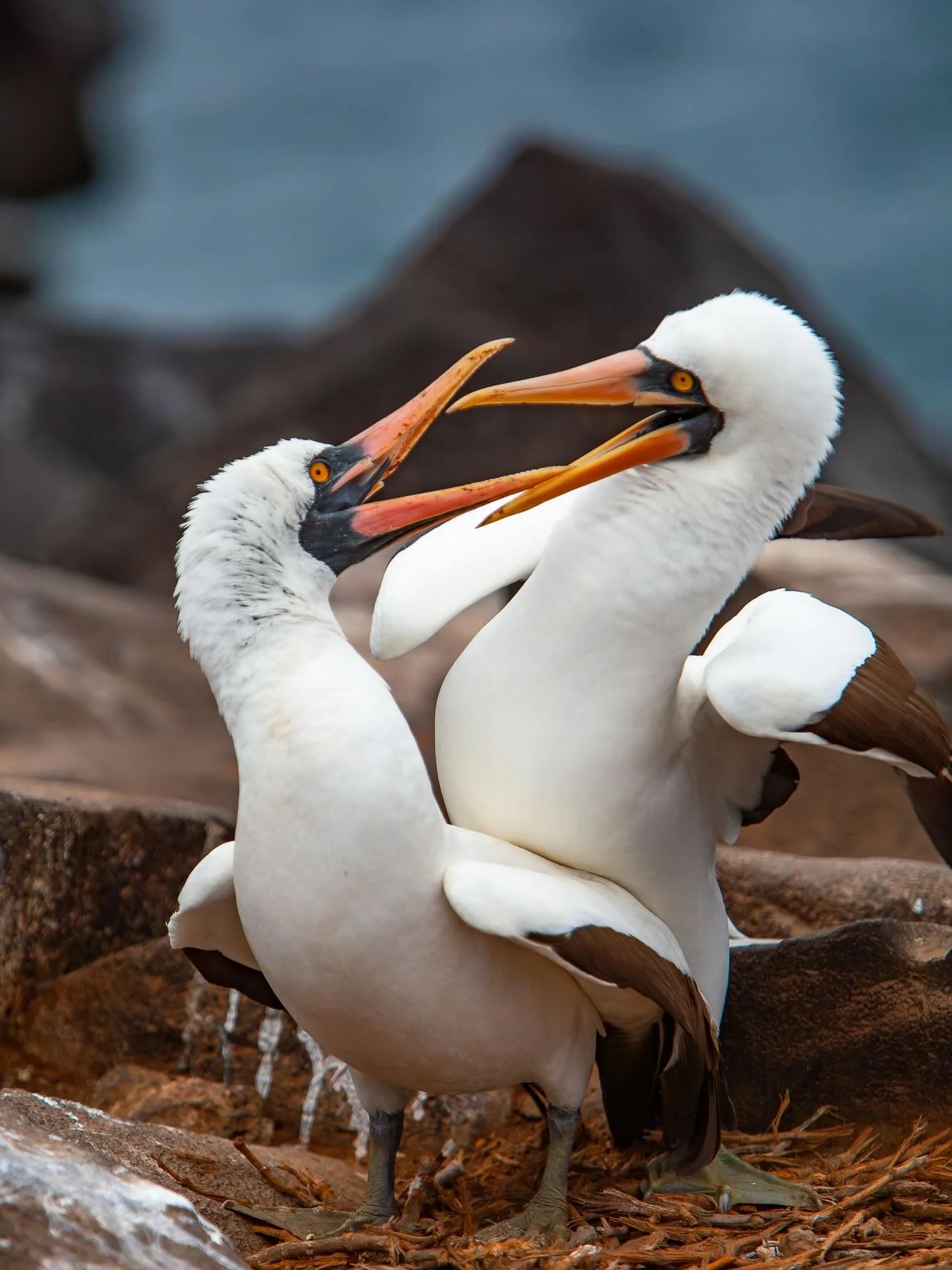 Join me on my 2027 Galapagos Photo Tour!  Link in bio to pre-register and learn more.  This is your chance to explore one of the most extraordinary wildlife destinations on Earth, a place where animals have no fear of humans and incredible photo oppo