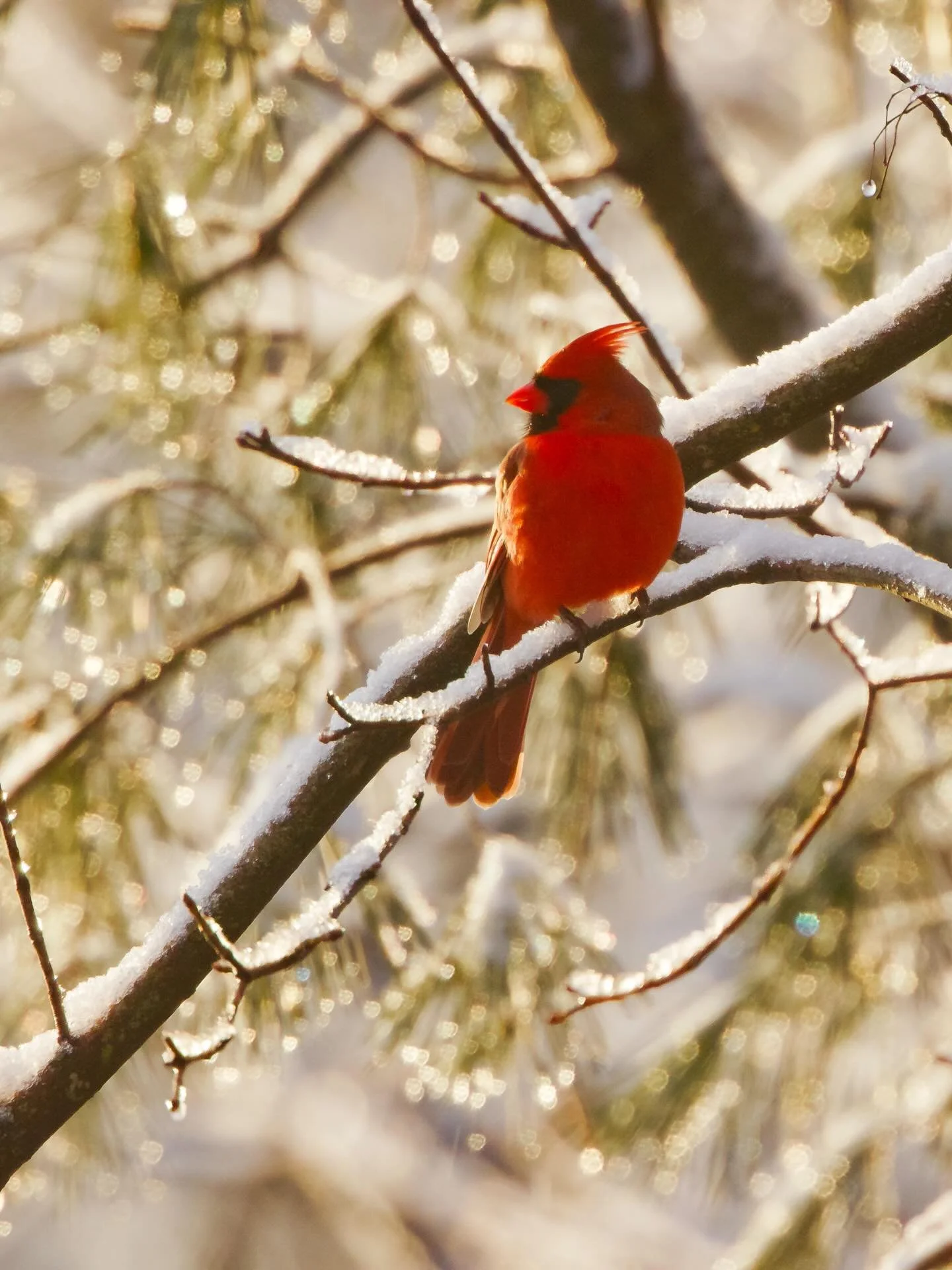 Happy Holidays to ALL, and Merry Christmas to those who celebrate.  I made this image of a Northern Cardinal this morning (Dec 24) in my yard as the sun popped out after an overnight snowfall.  I&rsquo;m very happy to be home enjoying the holidays wi