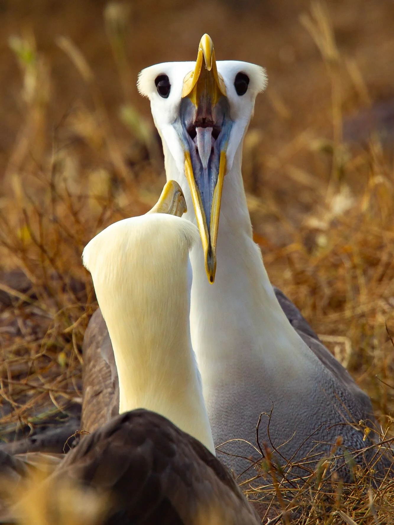 Join me on my 2027 Galapagos Photo Tour!  Our first dates sold out in 24 hrs so we are adding another departuer.  Link in bio to pre-register and learn more.  This is your chance to explore one of the most extraordinary wildlife destinations on Earth