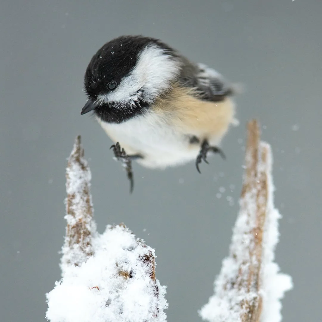 In &ldquo;Chickadee in Mid-hop,&rdquo; I aimed to portray the charming curiosity of a Black-capped Chickadee as it hops through the chill of a winter morning. Its fluffed feathers and lively movement bring warmth to the snowy scene. This piece could 