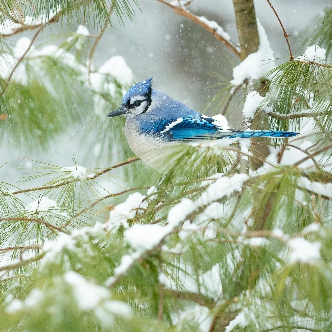 Fine Art Friday!  The vibrant plumage of this Blue Jay against the soft snowfall creates a tranquil moment.  With the green needles of the white pine, it adds more life and color to the winter scene. The songbird's striking colors and gentle sway of 