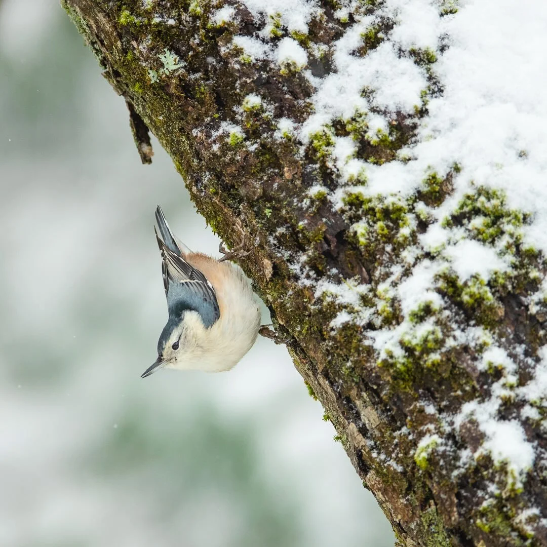 In the quiet embrace of winter, the White-Breasted Nuthatch finds its perch amidst the snow-laden tree trunk. This moment, captured in serene stillness, invites us to pause and appreciate nature&rsquo;s delicate balance. What do you think? Share your