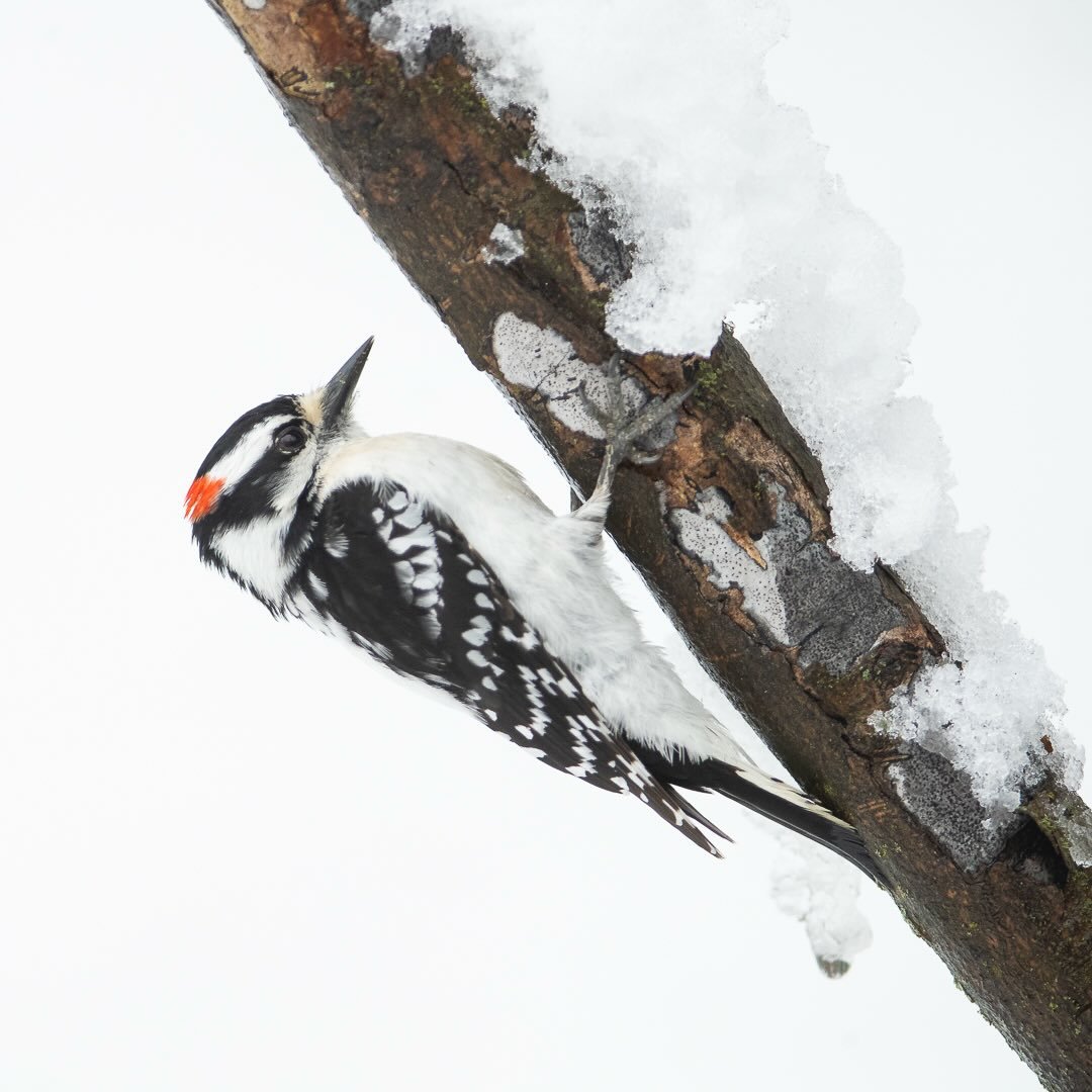 On this quiet snowy spring day, I captured this determined Downy Woodpecker navigating the underside of a branch in my backyard. His resilience against the chill is a reminder of nature&rsquo;s tenacity. Add this wall art to your home.

You can also 