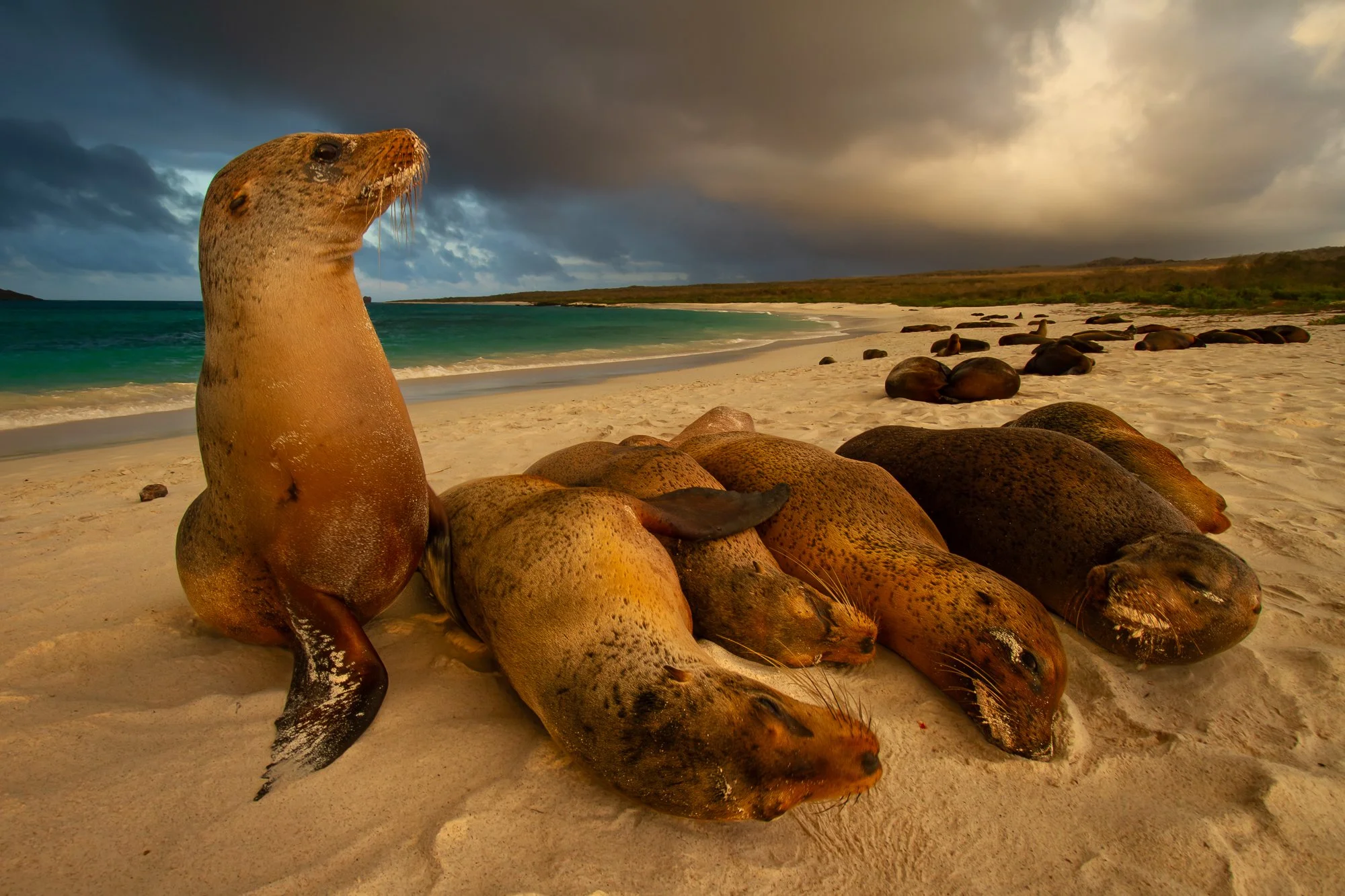 Galapagos Photography Workshop and yacht expedition - April 3-11, 2027.  This trip has been confirmed and will be on sale soon.  The first sailing sold out in 24 hours so if you are really interested please fill out the pre-registration to be notifie
