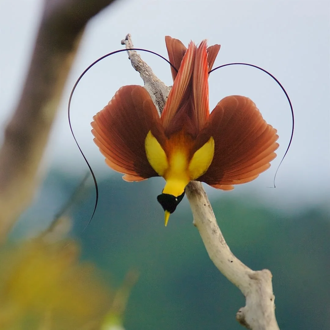 For Valentine&rsquo;s Day, Red Bird-of-Paradise Heart Display makes an elegant and unexpected wall-art gift.

I present a study of posture and color that portrays a male Red bird-of-paradise mid-display. The fan-like plumage and the delicate, arching