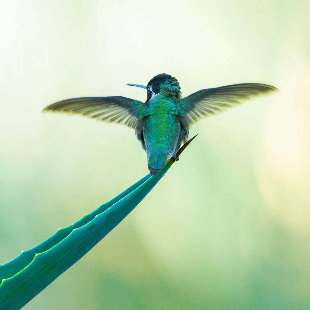 Spread Your Wings &mdash; Costa&rsquo;s Hummingbird 
I photographed this Costa&rsquo;s hummingbird poised on the sharp edge of an aloe leaf. Its iridescent plumage reveals subtle emerald tones while the soft, muted background amplifies the bird&rsquo