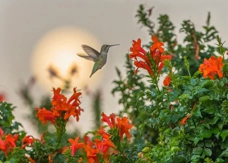 Dining by Moonlight - Anna&rsquo;s Hummingbird

Curious to know how I try to THINK CREATIVELY to make better bird photographs?  Join my Instagram Channel (from my main feed) to read my thought process behind this image and many others.

Ready to dive