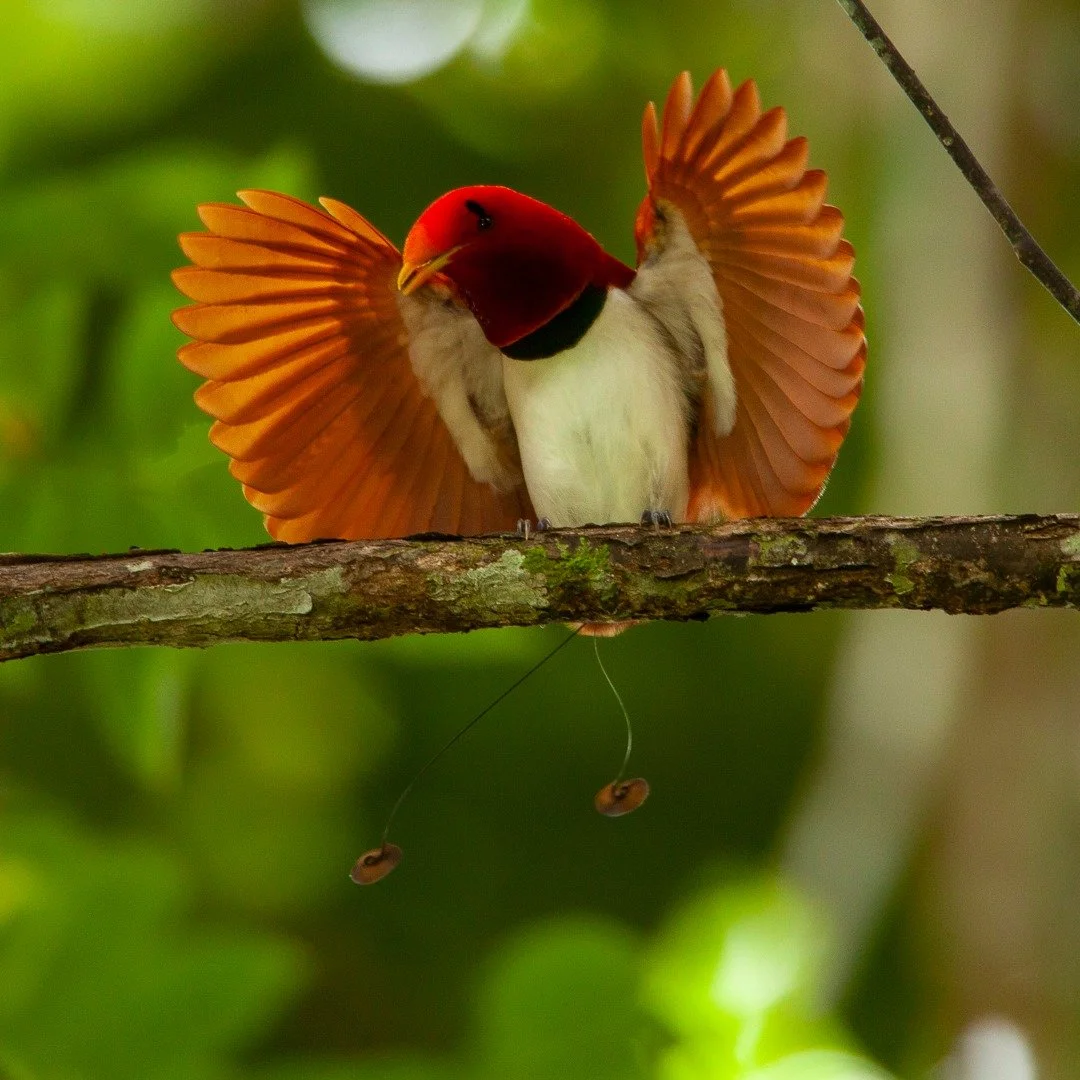 Fine Art Friday!  While photographing in West Papua, I captured a male King Bird of Paradise perform his open-wing ritual: a red cap, radial fans, and two delicate filamentous tails tipped with small discs, all poised on a branch against soft forest 