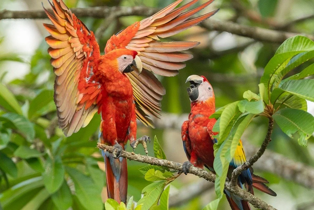 Join my Instagram Channel (from my main feed) to read my thought process behind these images and many others.  I also give photography tips in my channel:  Bird Photo of the Week.  What do you think these two images have in common?

Ready to dive int