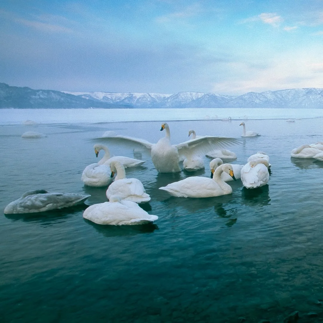 Fine Art Friday!  I rose before dawn at Lake Kussharo and watched whooper swans rouse on the open water warmed by hidden hot springs. The meeting of warm outflow and cold air produced a low, milky mist that softened the light and rendered the scene a