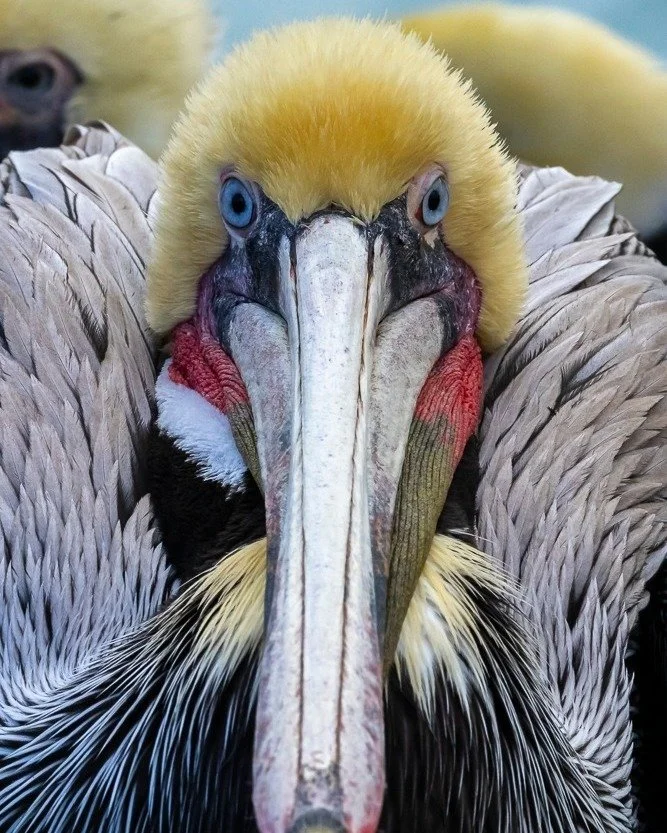 Brown Pelican.  Curious to know how I THINK CREATIVELY to make better bird photographs?  Join my Instagram Channel (from my main feed) to read my thought process behind this image and many others.
Ready to dive into Creative Bird Photography?  Check 