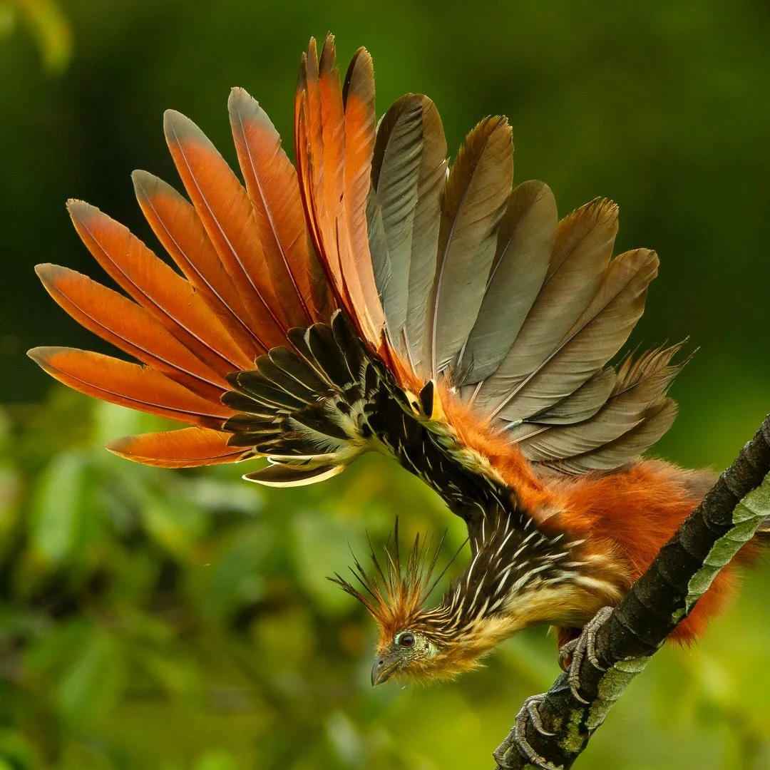 From my National Geographic Collection - &ldquo;Hoatzin - Wings Raised&rdquo;. While working along Anangu Creek in Yasuni National Park, I watched a Hoatzin (Opisthocomus hoazin) lift its wings in a single, measured motion. The image presents the spe