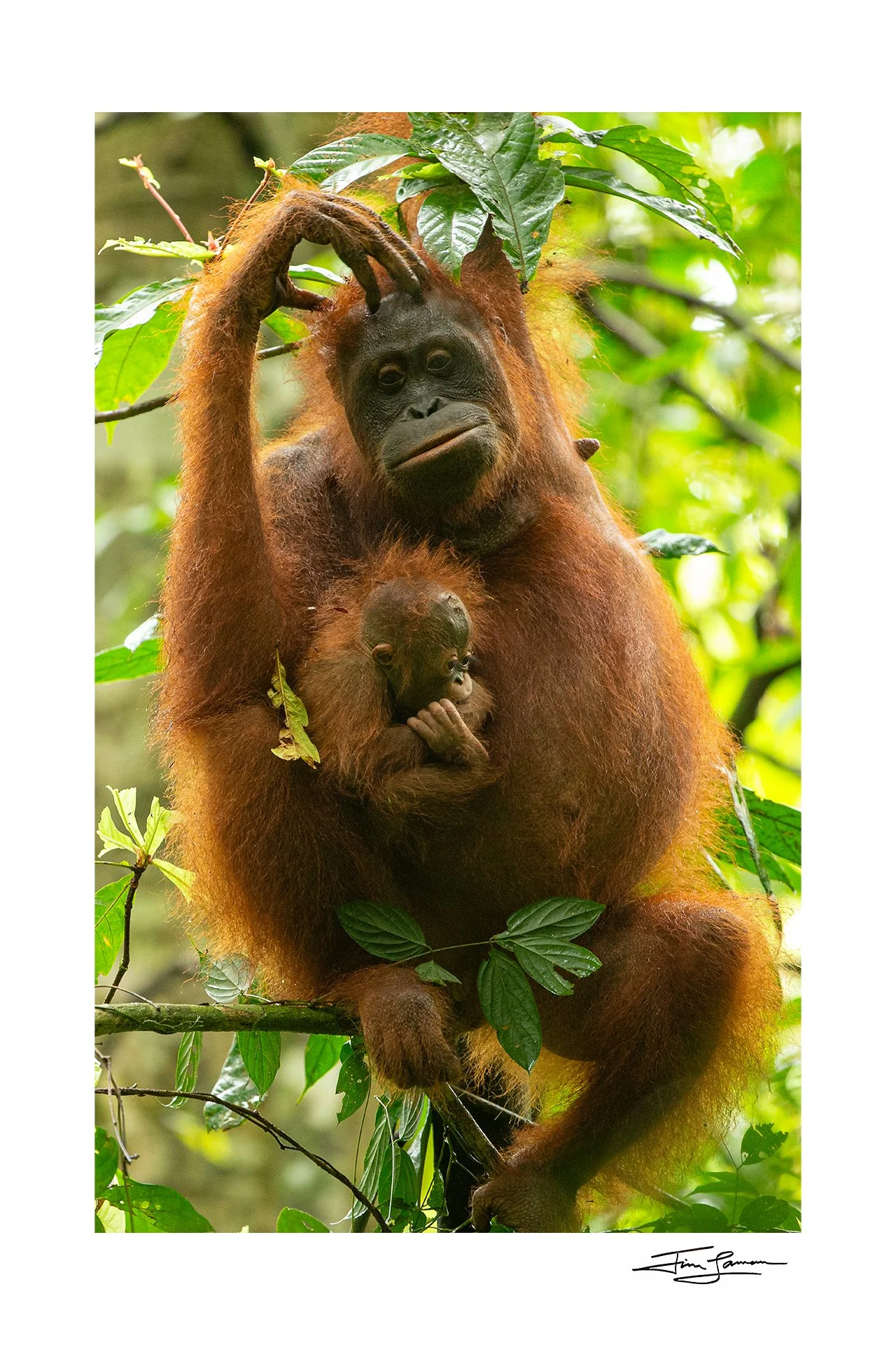Do you have a wall that needs vertical artwork? Take advantage of my Earth Day Fundraiser &amp; Print Sale!  100% of proceeds of orangutan prints will be donated to Save Wild Orangutans and you save 25% on all open edition prints. 

I call this piece
