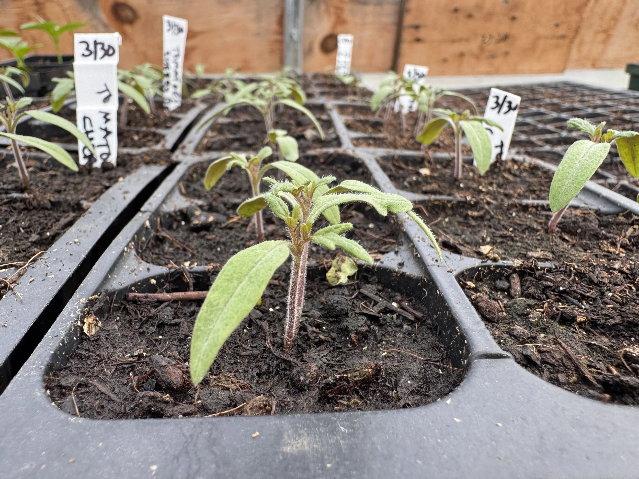 Baby tomatoes in the greenhouse