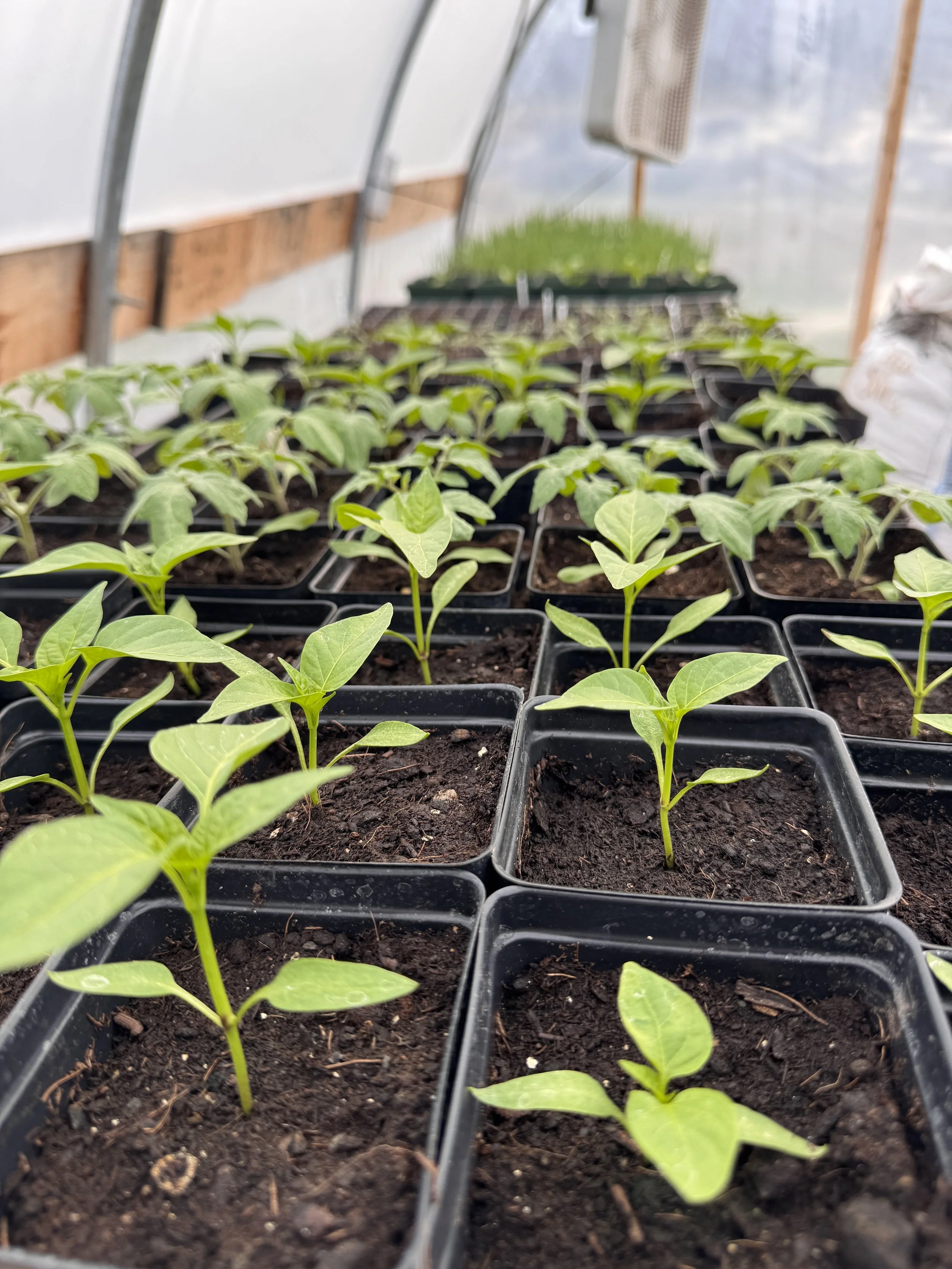 A smattering of plants in the greenhouse