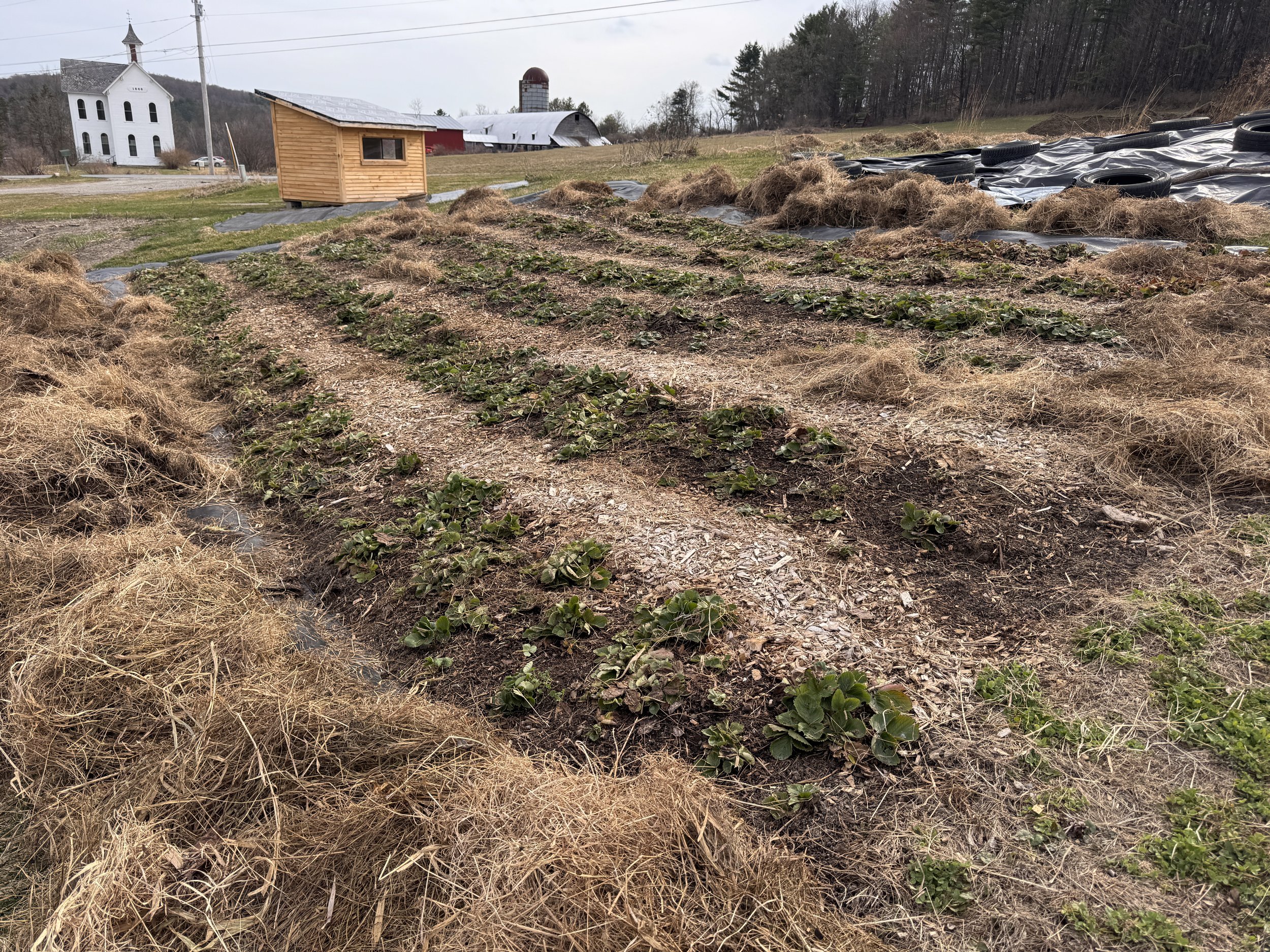 Strawberries also emerging from under their winter blanket