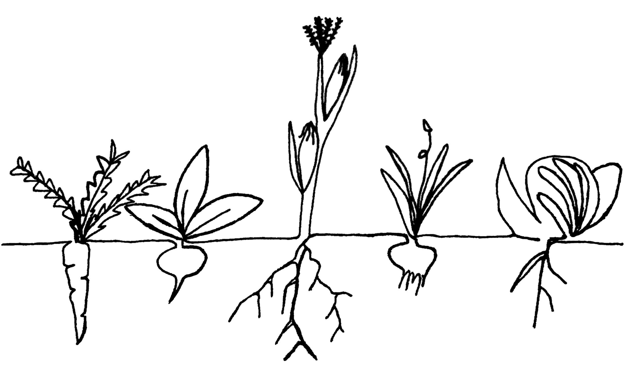 Line drawing of five vegetables growing in the ground at Jump Rope Farm in Addison County, Vermont. Free food, education, and community gather are available. Art by Ava Murphey, co-steward of Jump Rope Farm.