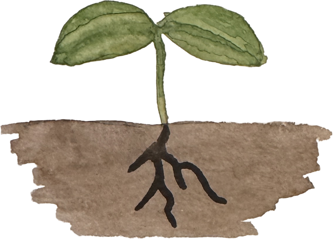Watercolor painting of a sprout growing in the ground. Art by Ava Murphey, co-steward of Jump Rope Farm in Addison County, Vermont.