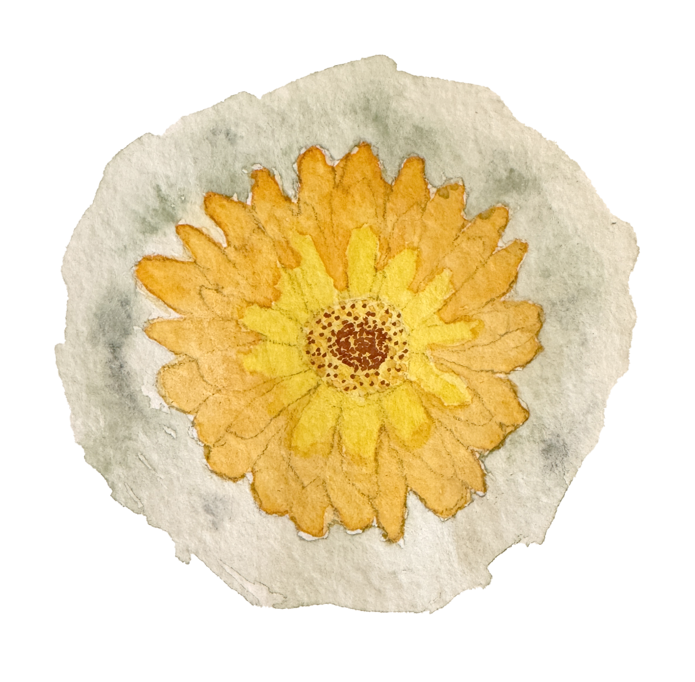A watercolor painting of a yellow-orange flower on a textured background with rough edges. Art by Ava Murphey, co-steward of Jump Rope Farm in New Haven, Vermont.