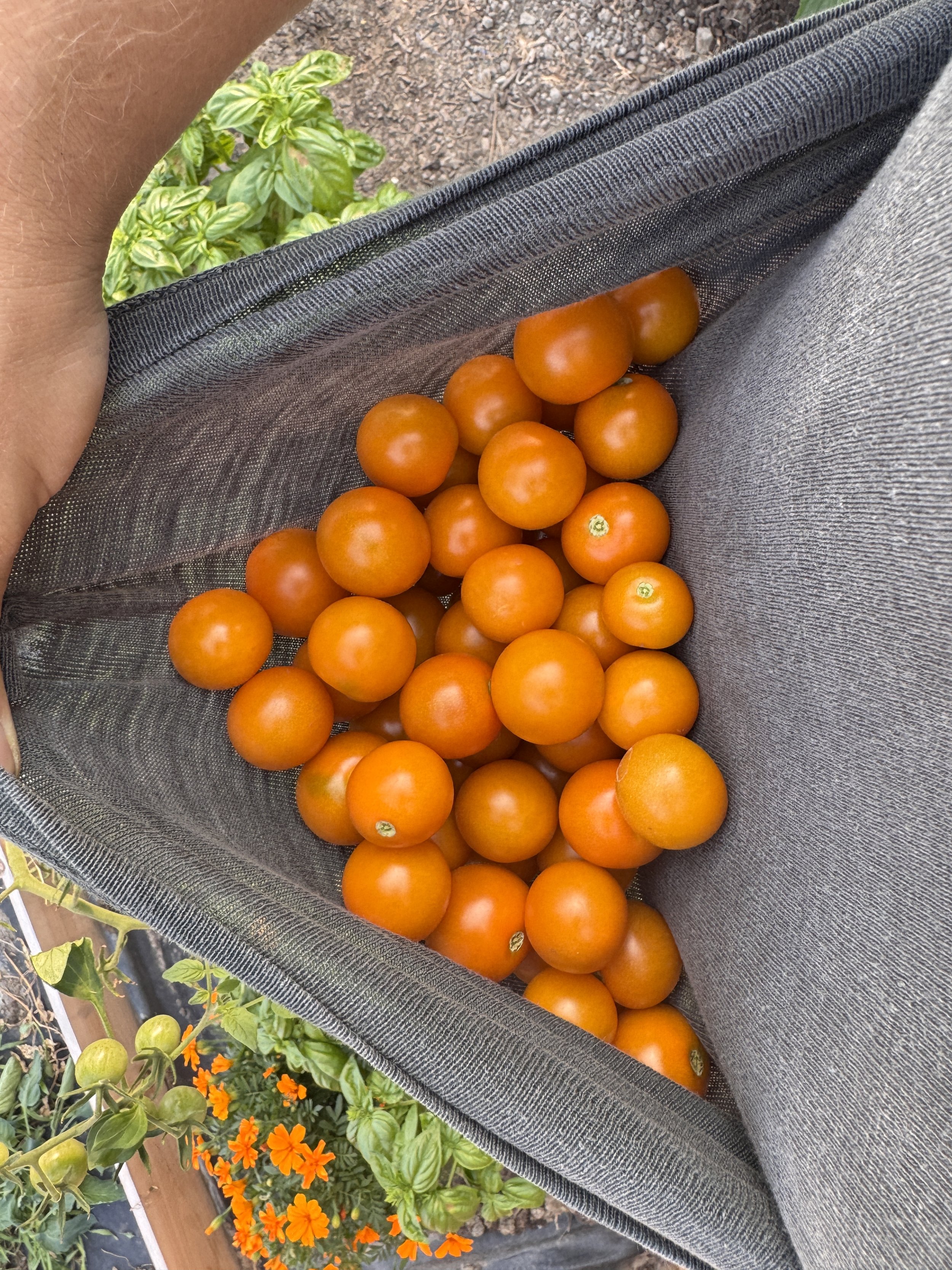 Orange cherry tomatoes held in a t-shirt against a garden background.
