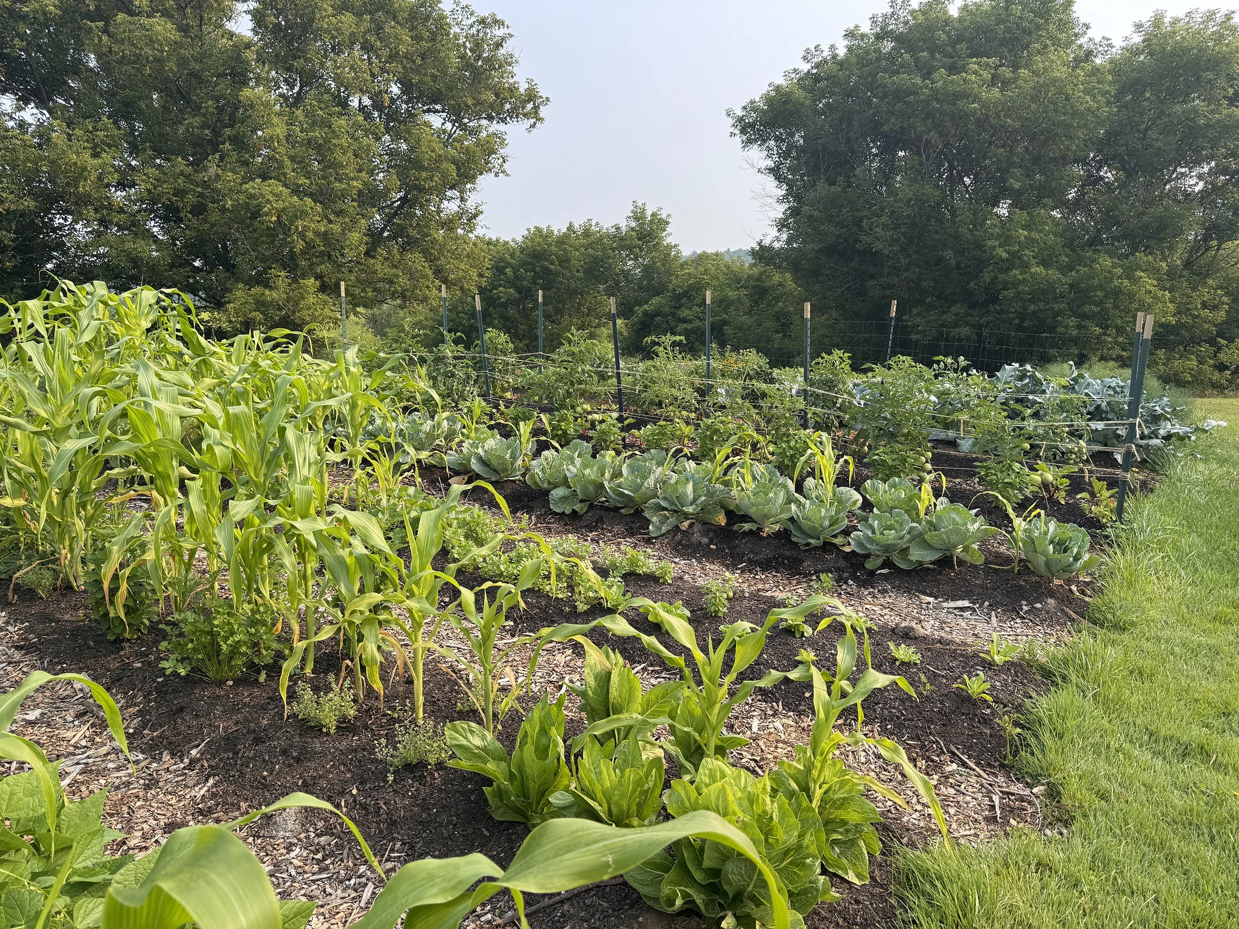 A garden with rows of corn, cabbage, and other leafy greens, surrounded by green grass and trees in the background at Jump Rope Farm in Addison County, VT. Produce grown is available to help feed the community from the free roadside farm stand.