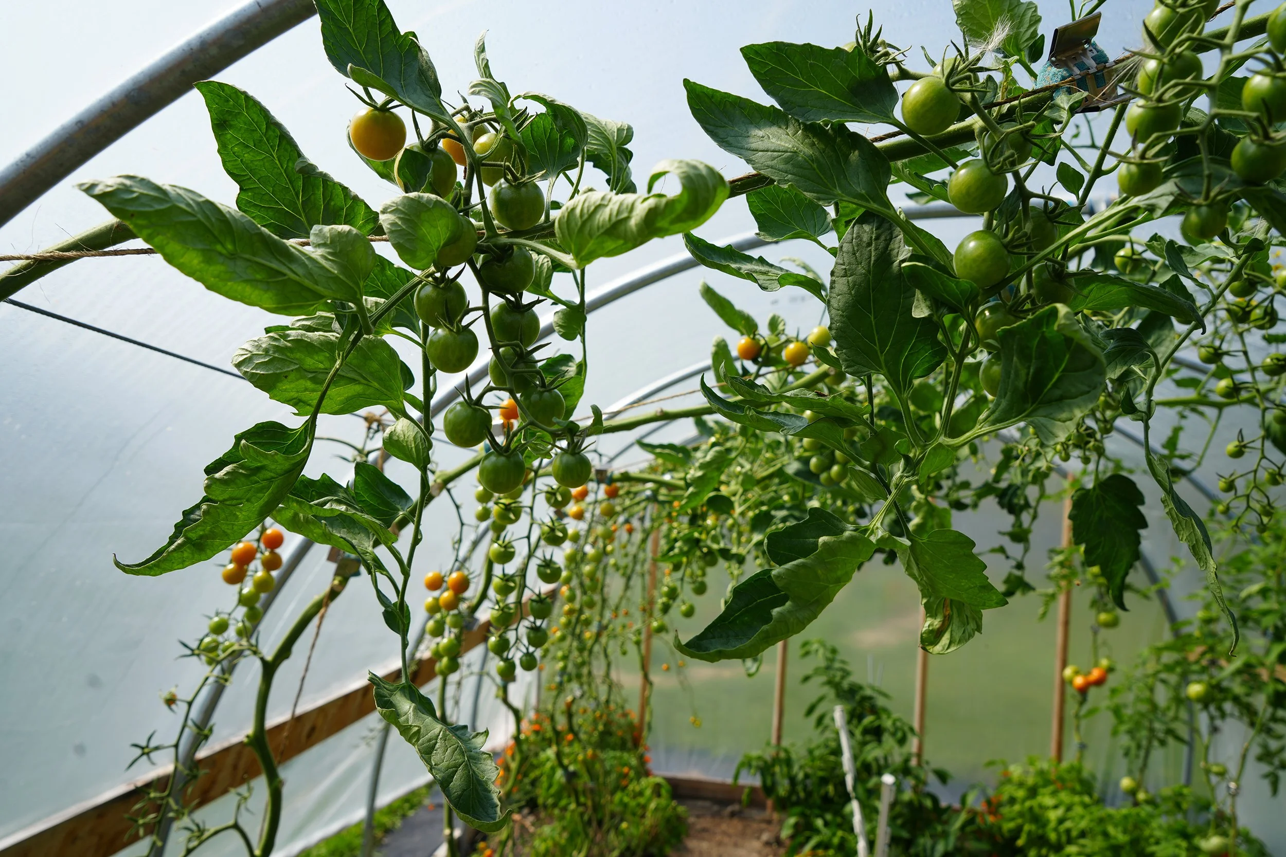 Cherry tomatoes growing in a hoophouse at Jump Rope Farm in Addison County, Vermont. Tomatoes and other produce are available for free from the Jump Rope Farmstand.