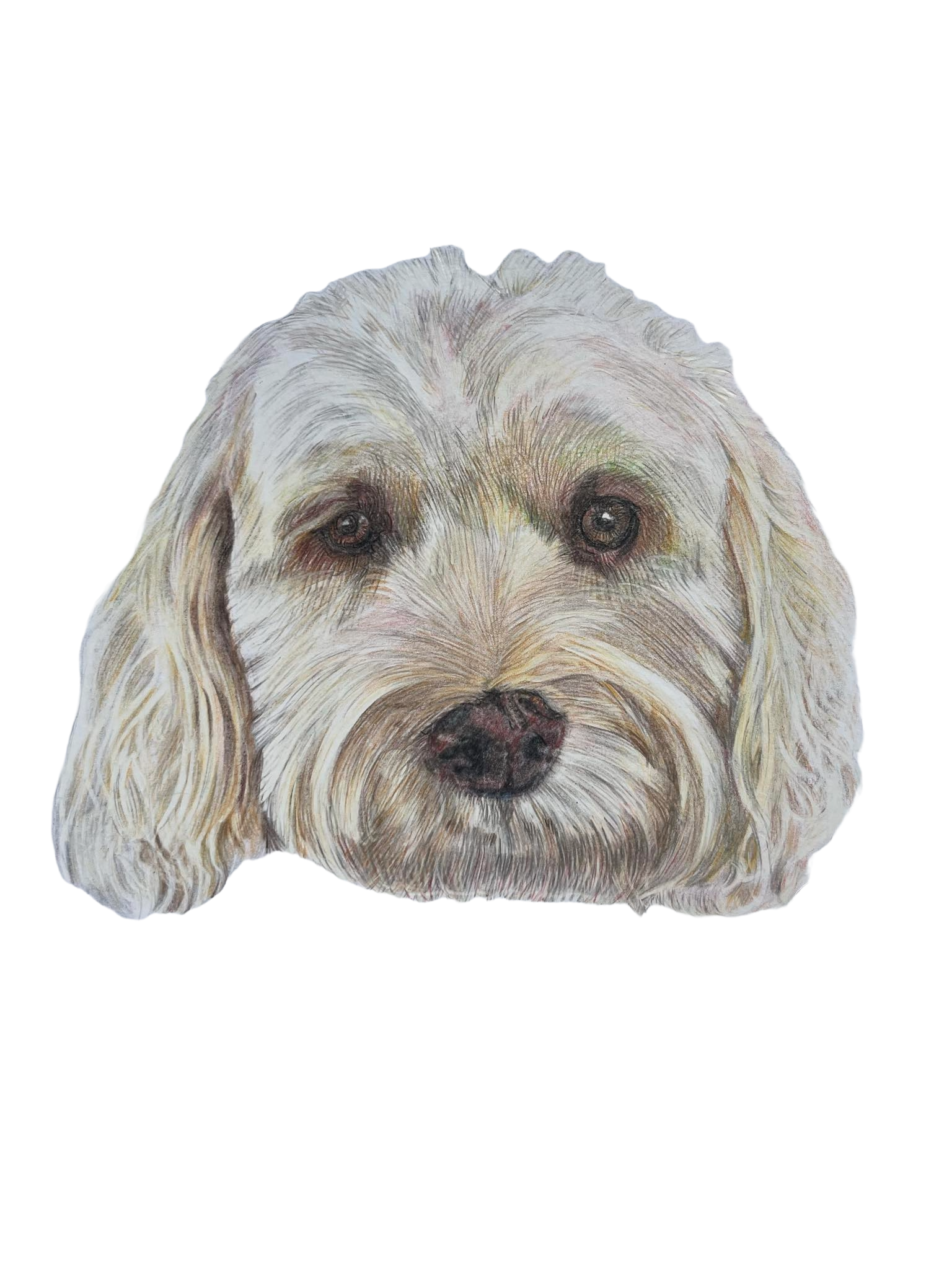 Cockapoo - Tamzi