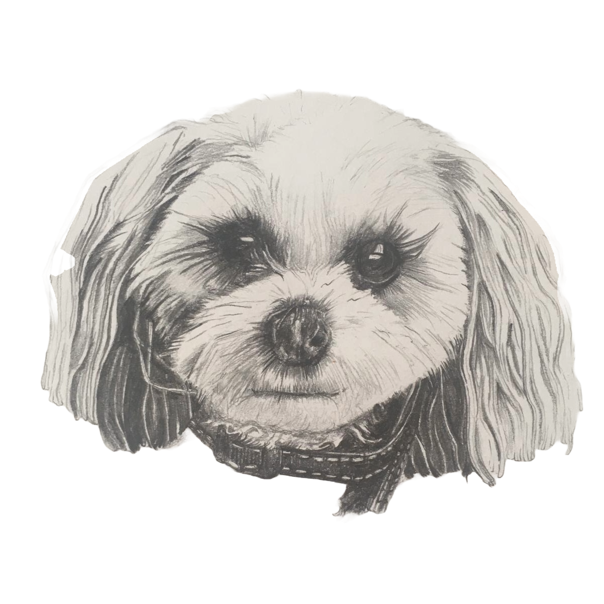 Bichon ShihTzu (Zuchon) - Pepper