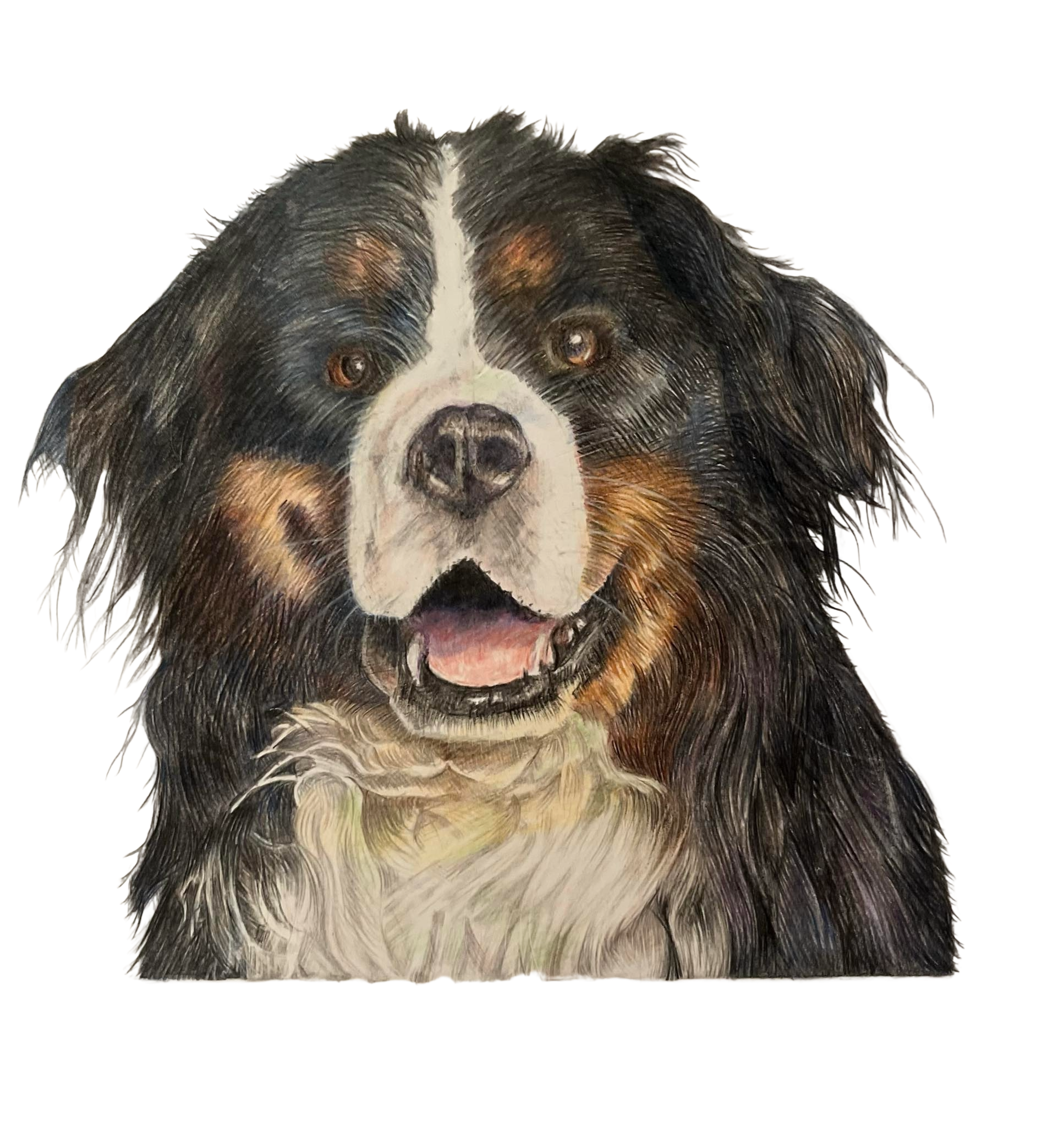 Bernese Mountain Dog
