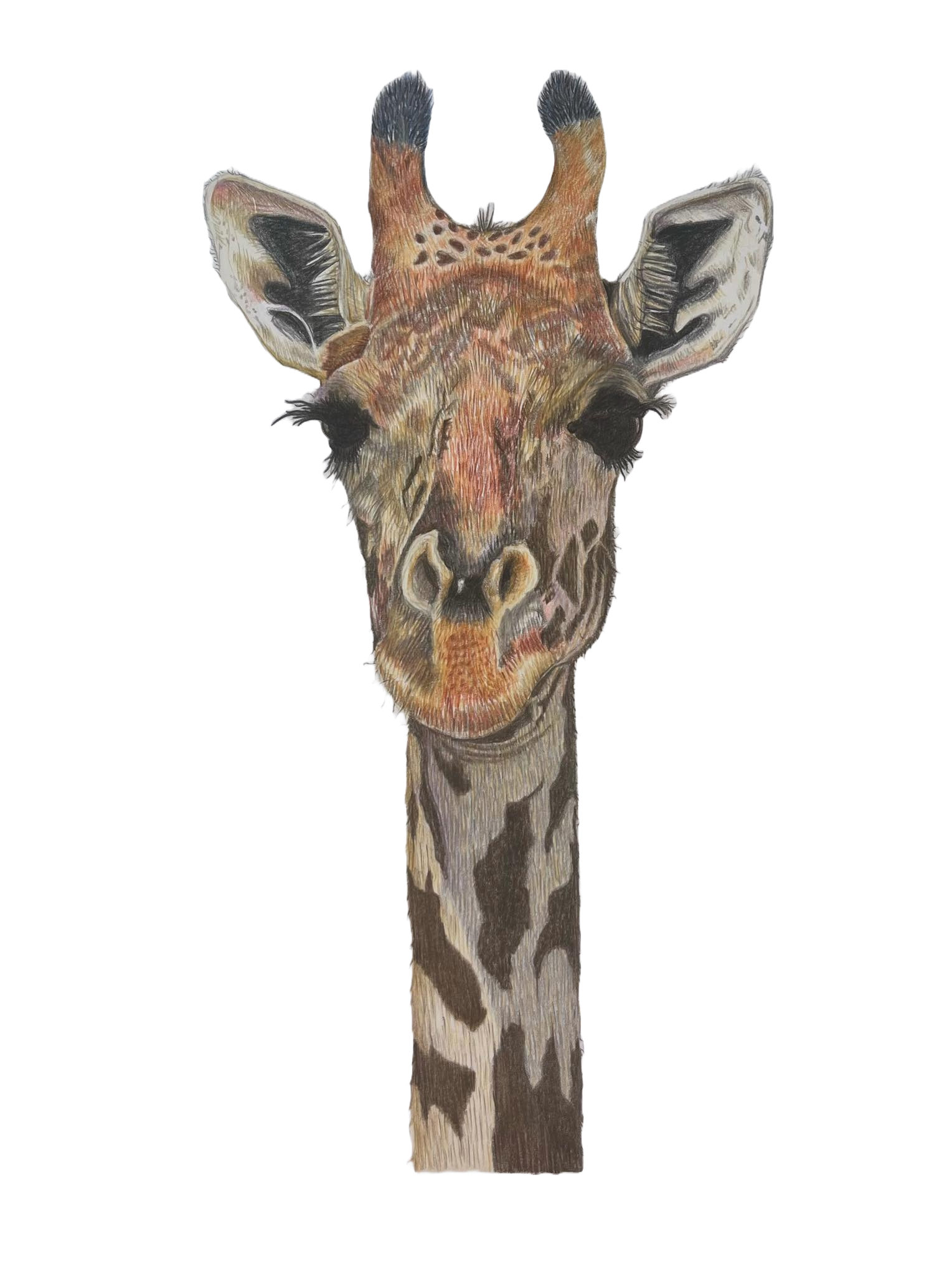 Rothschild Giraffe