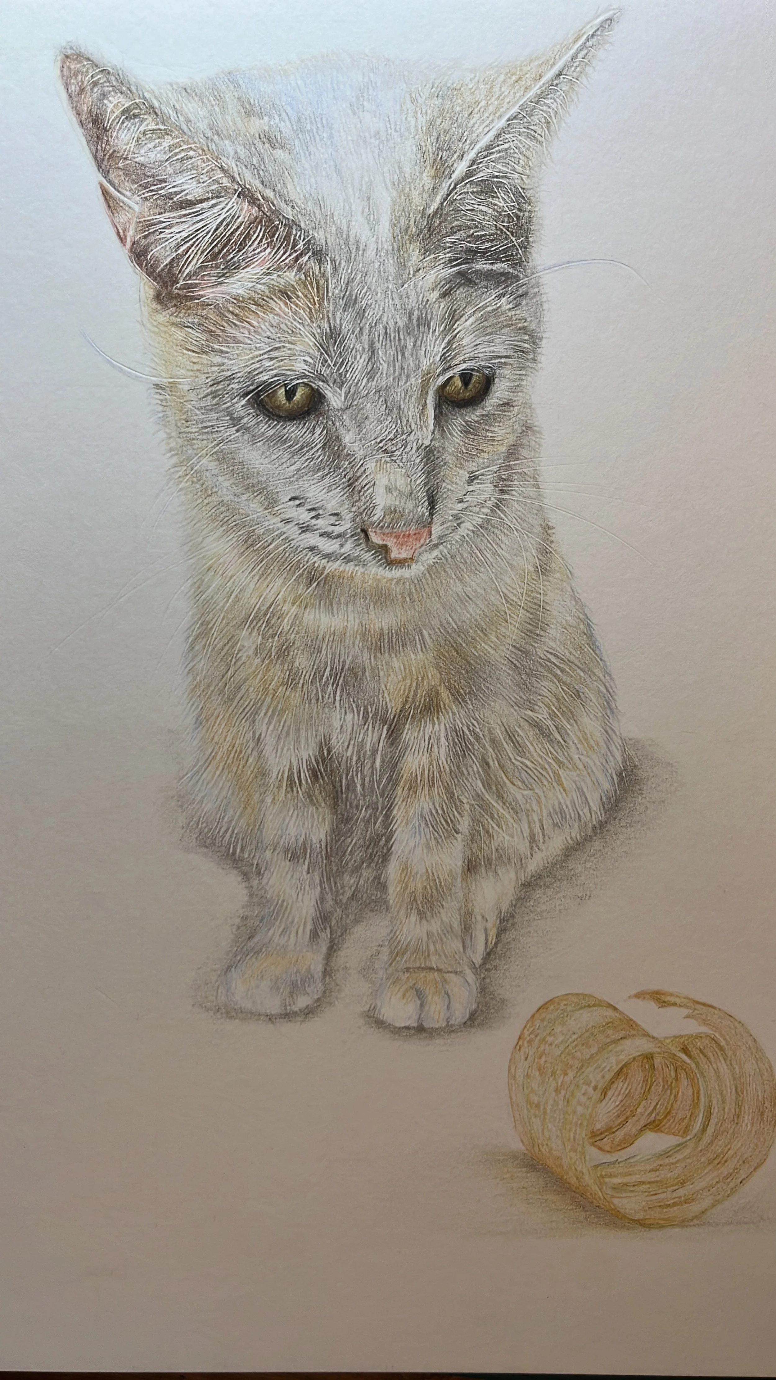 Woodwork Shop Cat - Nala 