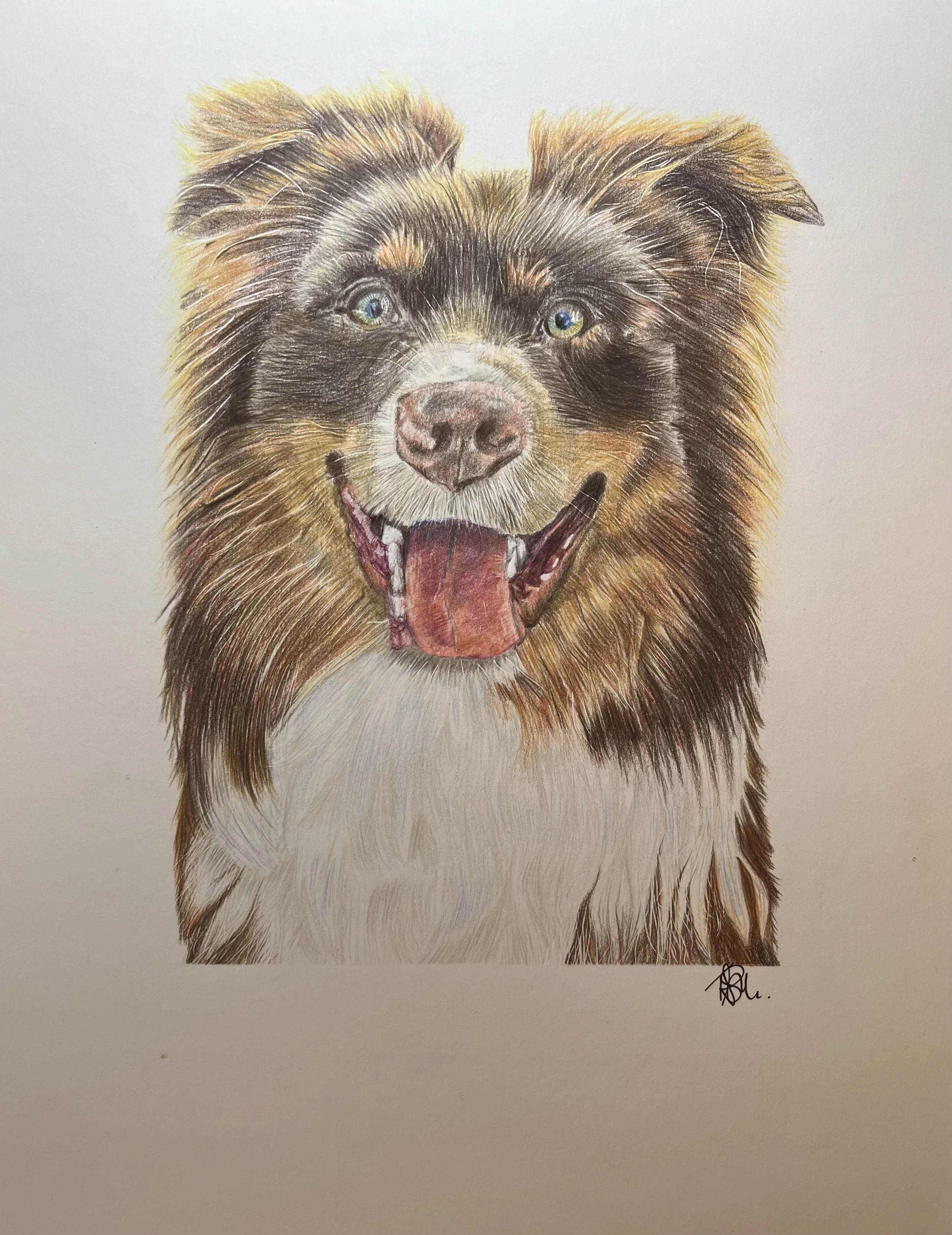 Australian Shepherd - Kobe