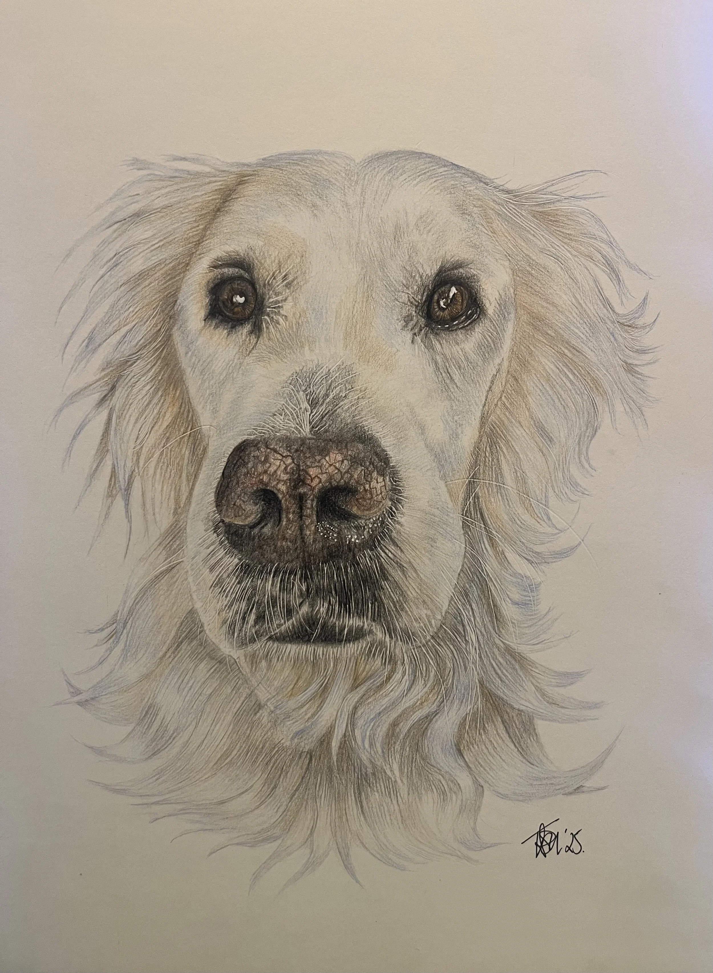 English Retriever - Harry