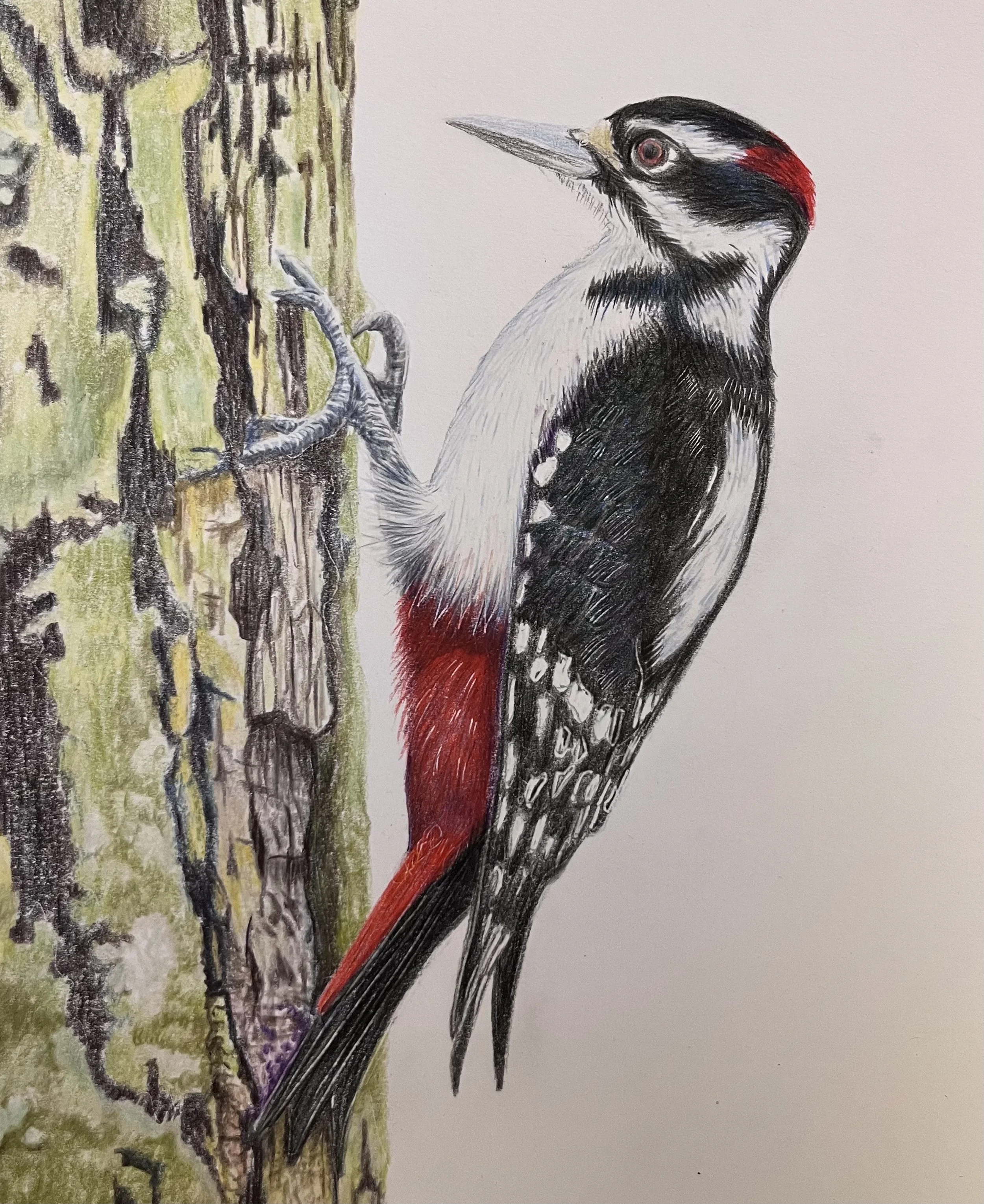 Woodpecker - Woody