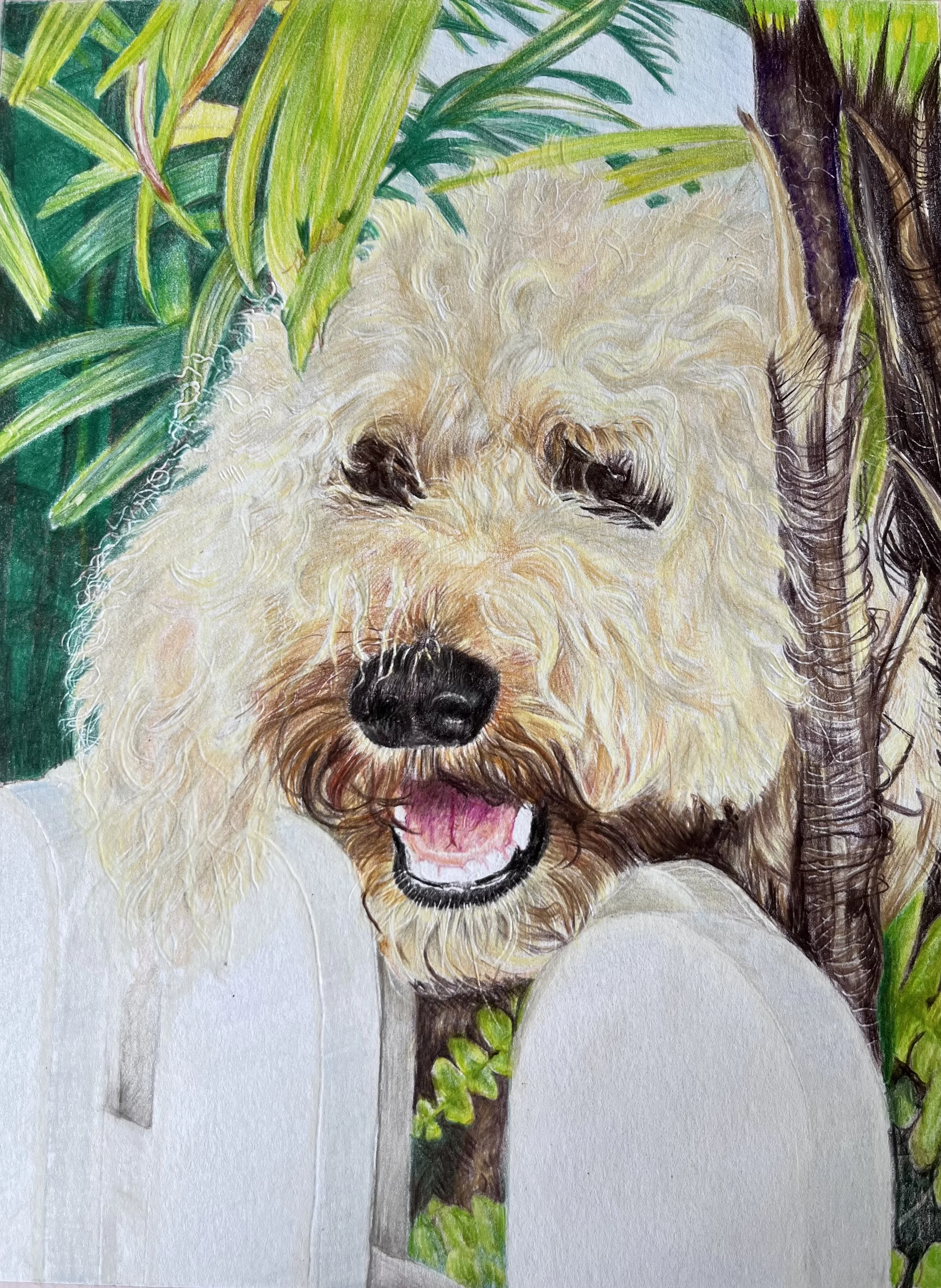 Labradoodle - Poppadom