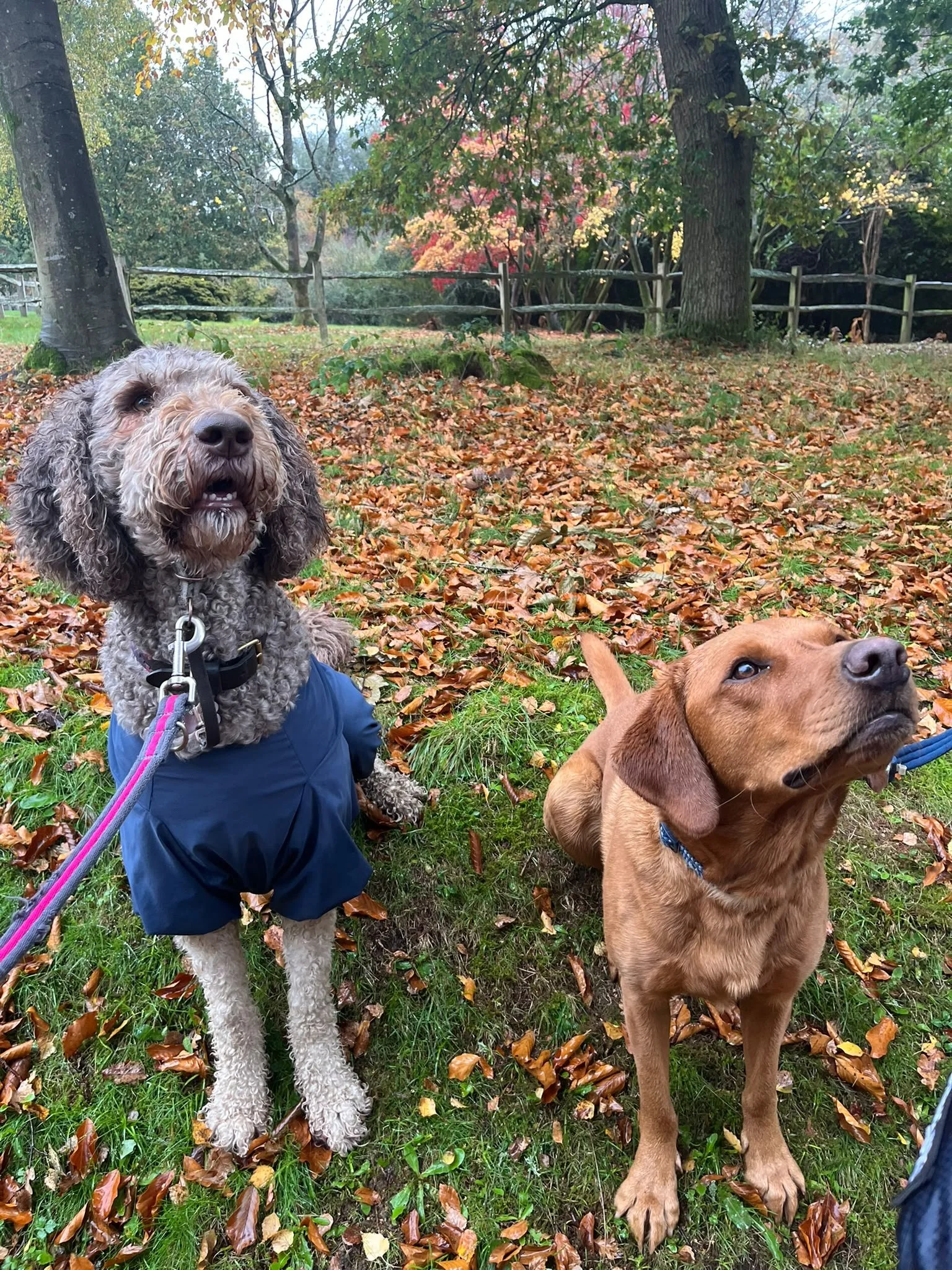 Dogwalking Mulberry with Flynn in Handcross