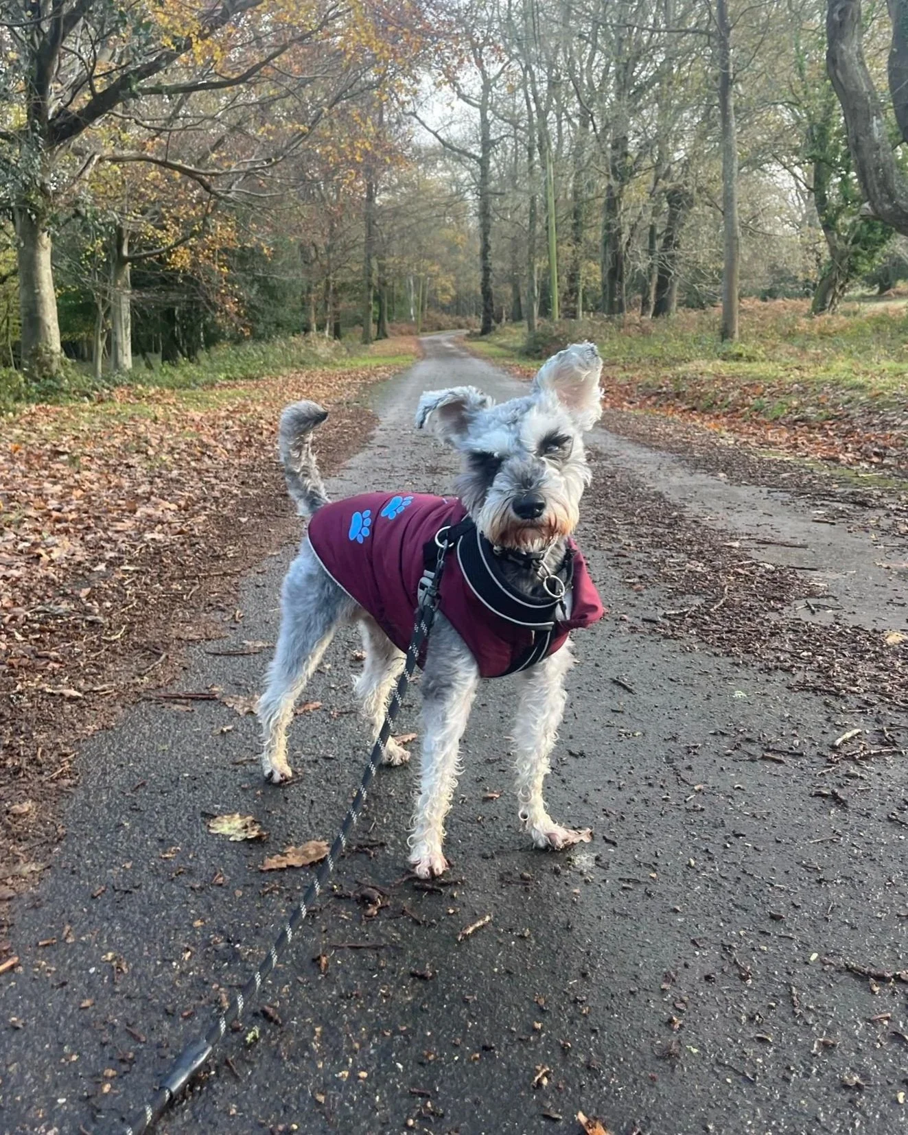 Dogwalking Zeus in Handcross