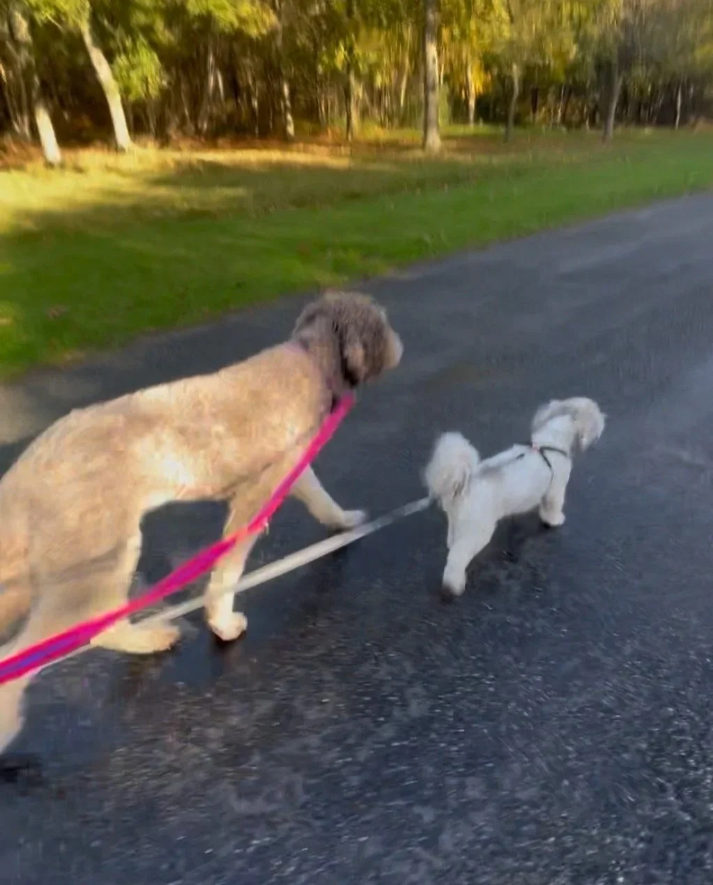 Dogwalking Mulberry and Pepper in Handcross