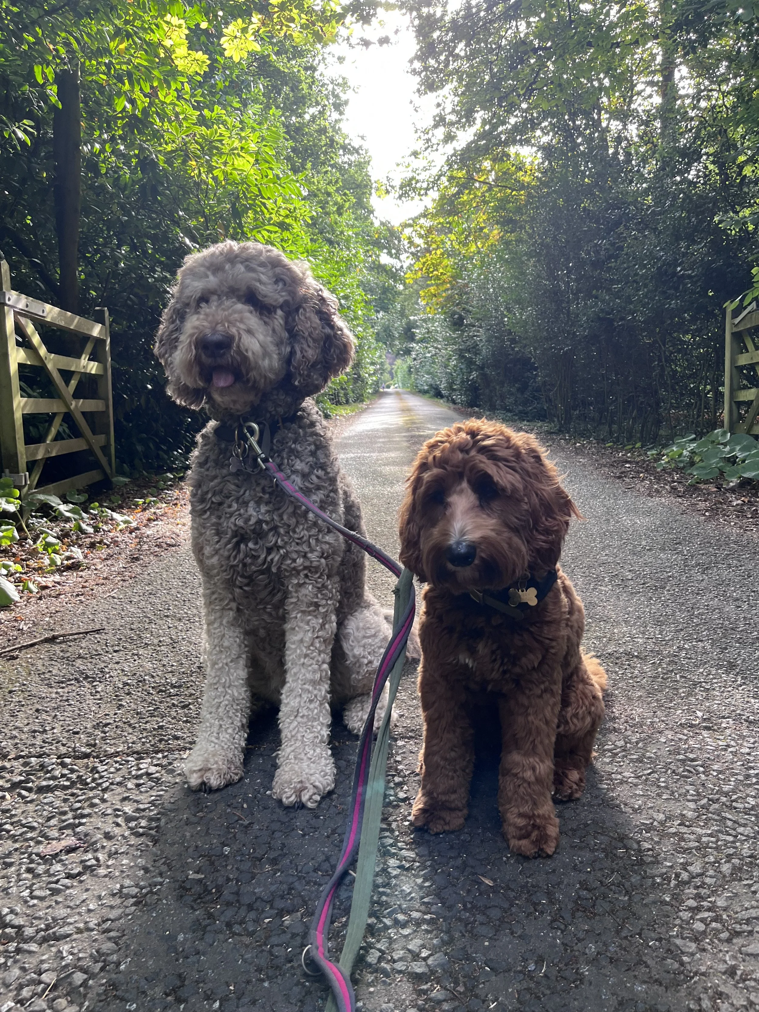 Dogwalking Mulberry and Neo in Handcross