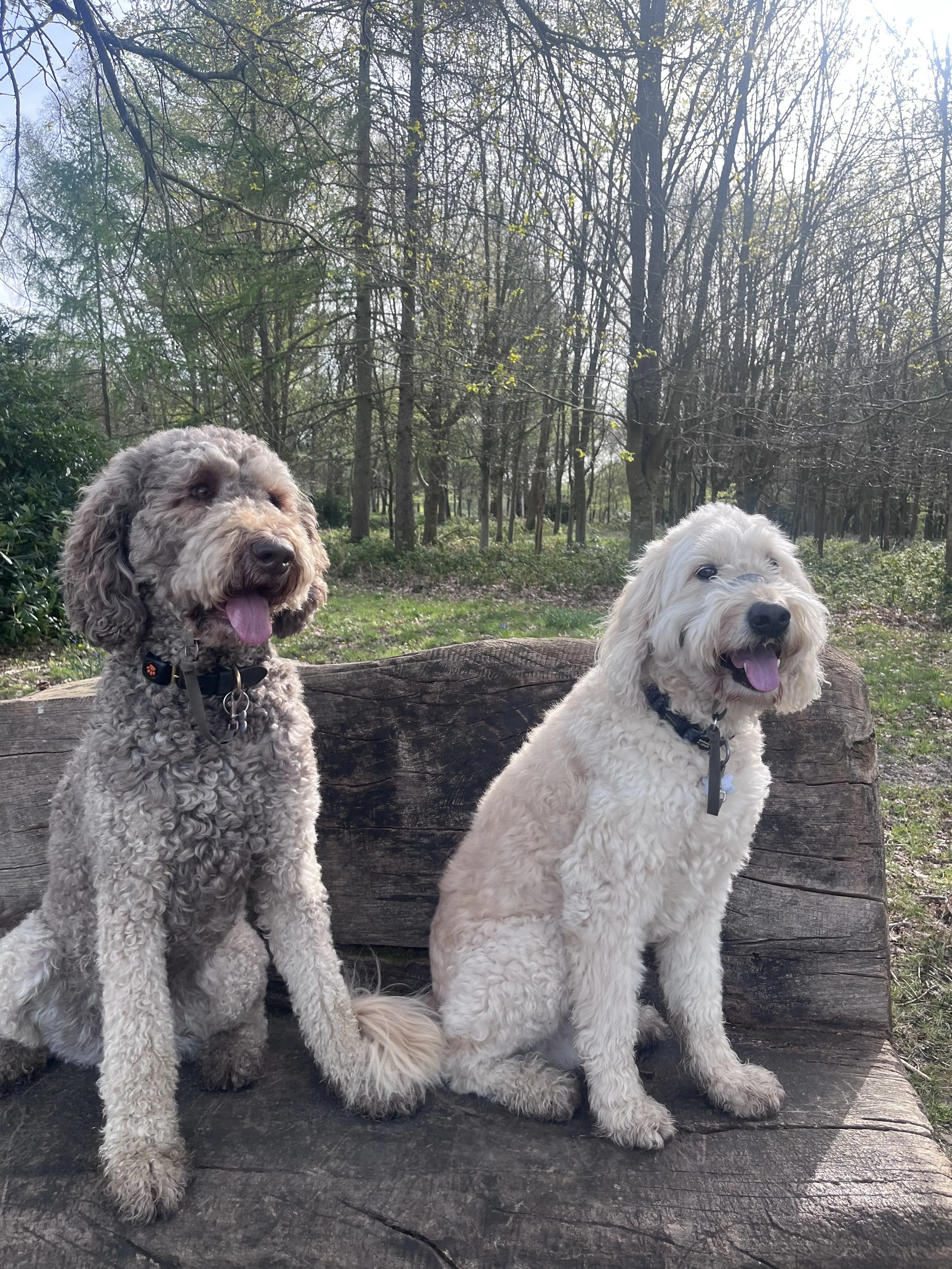 Mulberry and Stevie dogwalking  in Handcross