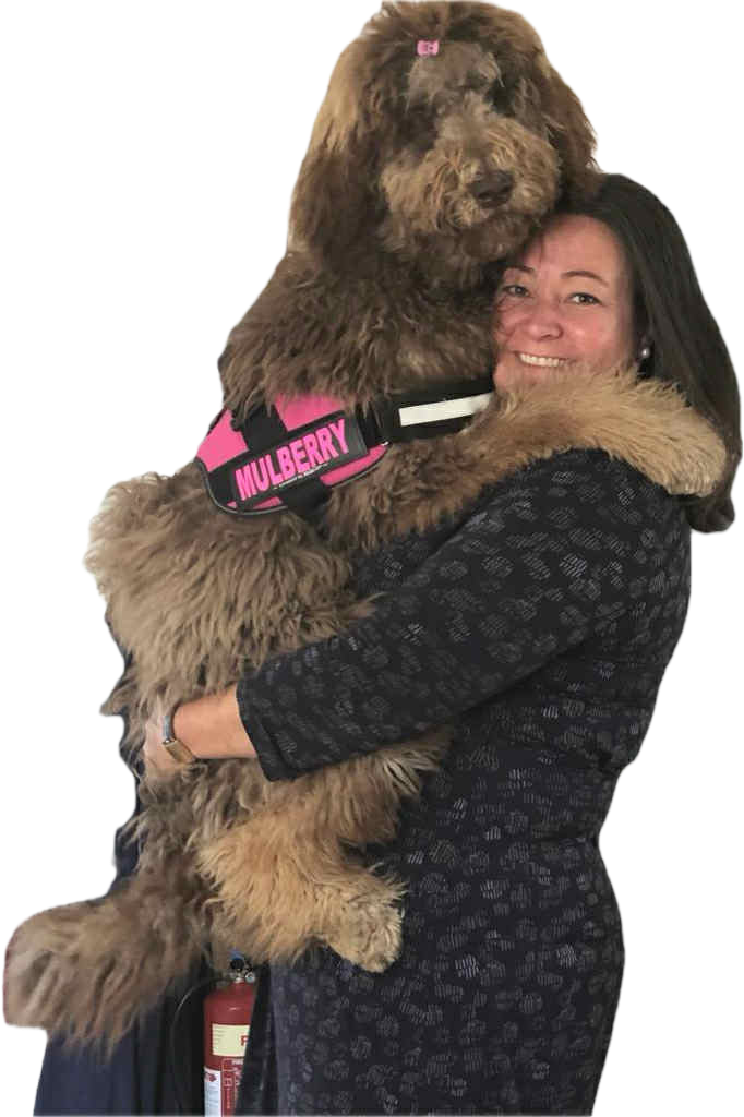 Local dog walker Tasha carrying her NewfyPoo Mulberry