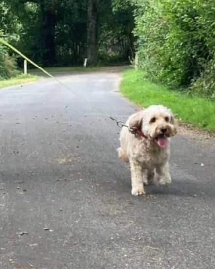 Dogwalking Mulberry and Tamzi in Handcross