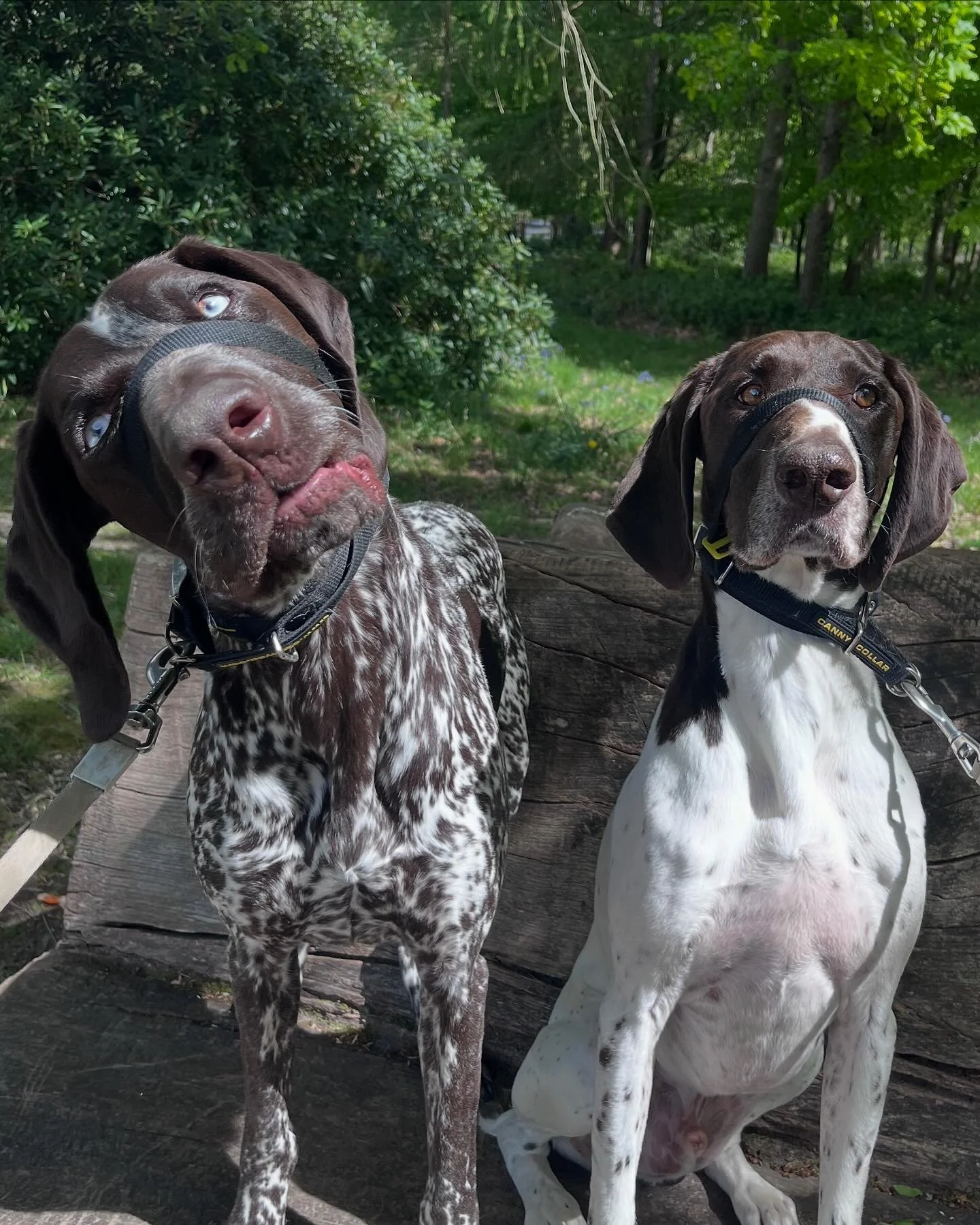 Dogwalking Murphy and Woody in Handcross