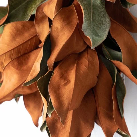 Dried magnolia
