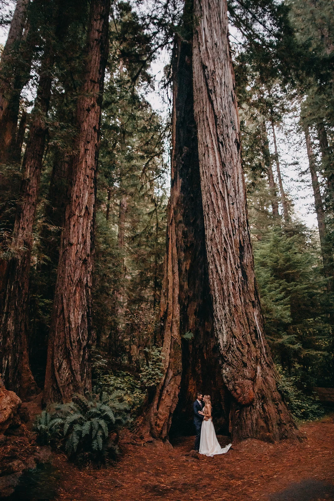 Devon + Chelsea's Redwoods National Park Elopement