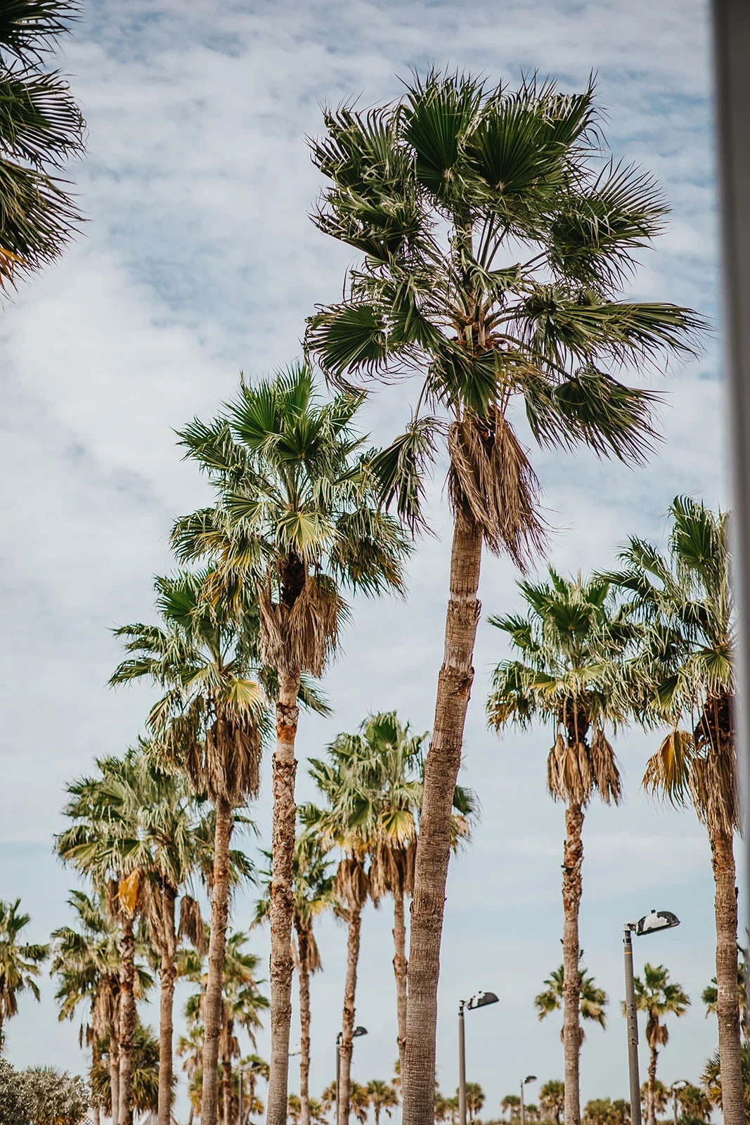 Opal Sands Wedding Tampa Wedding Photographer Rad Red Creative