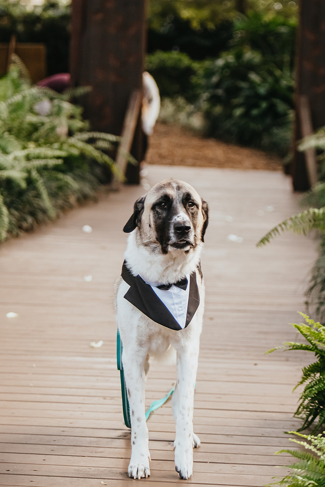 Rad Red Creative Tampa Wedding Photographer Cross Creek Ranch Wedding