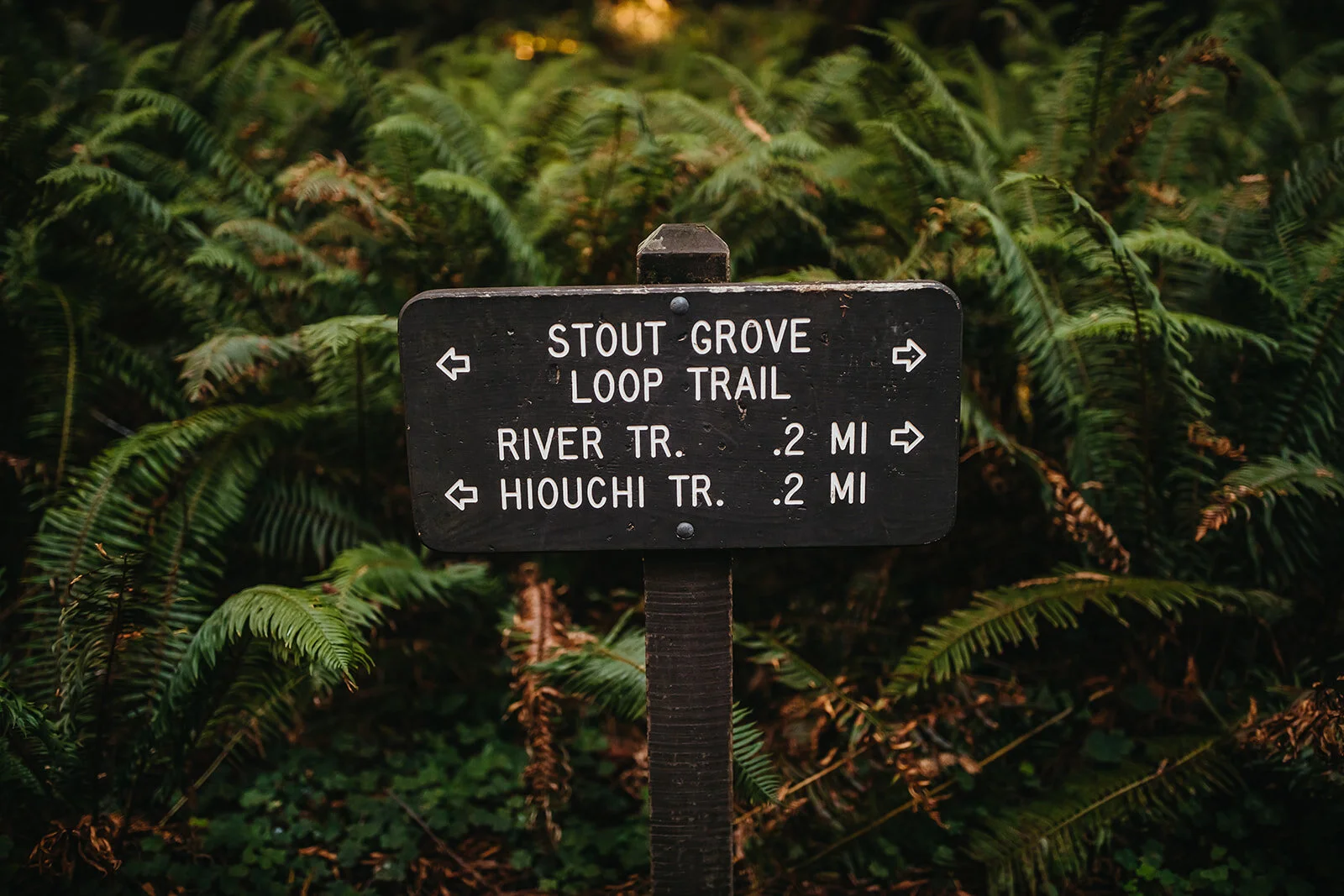 Rad Red Creative Redwoods National Park Elopement