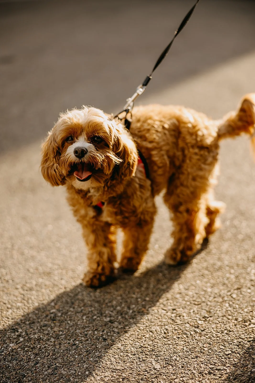 Rad Red Creative Tampa Downtown Riverwalk Engagement Session Photos